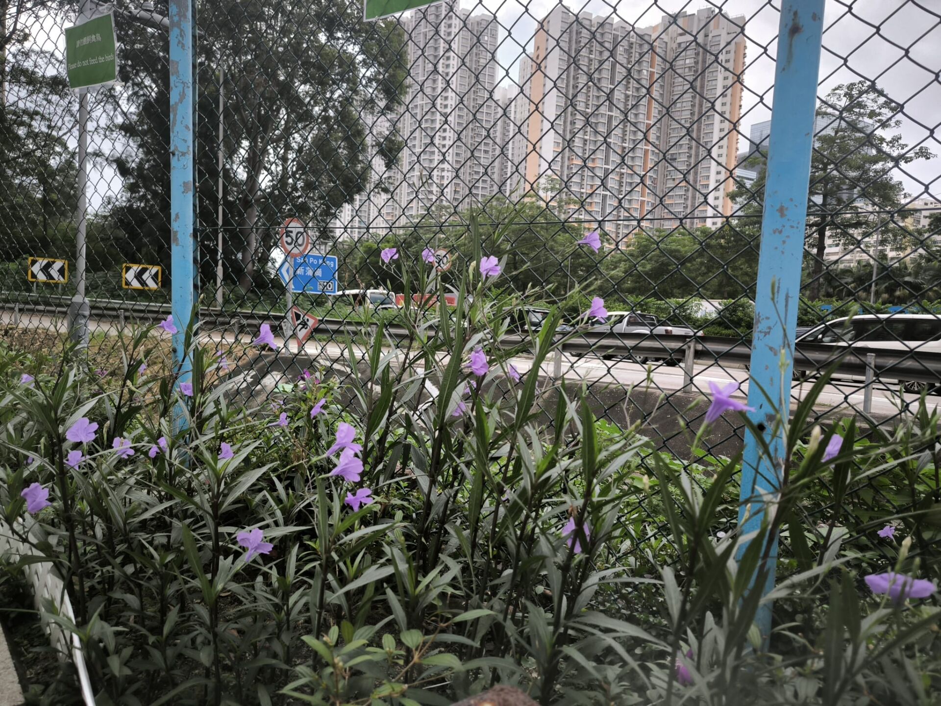 https://www.fa.gov.hk/翠蘆莉