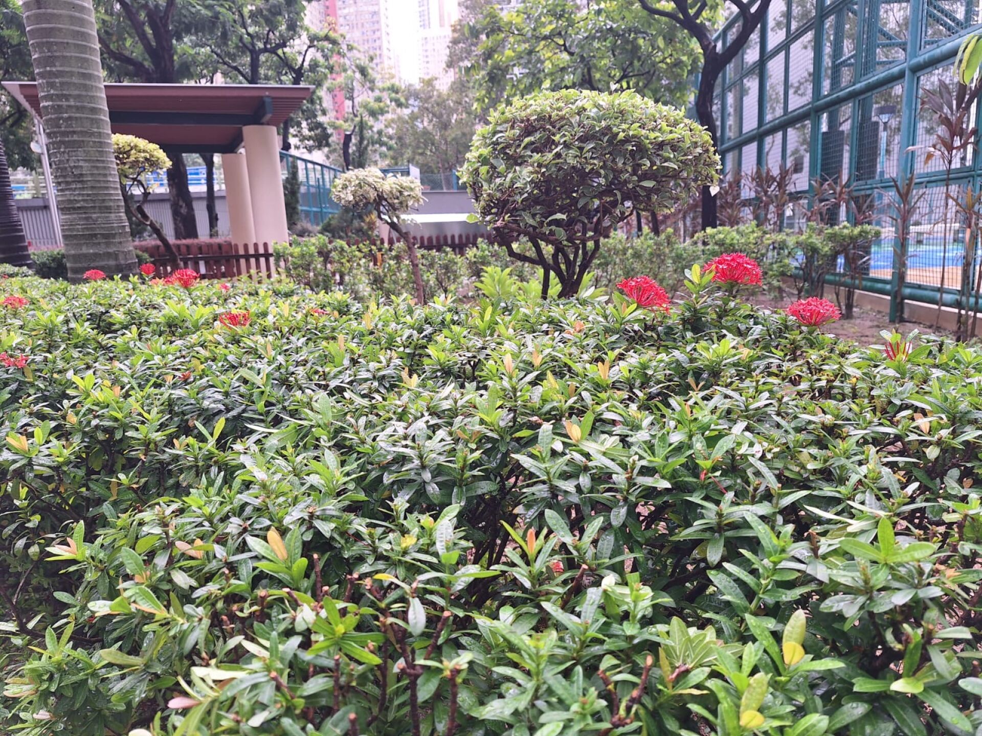 https://www.fa.gov.hk/龍船花