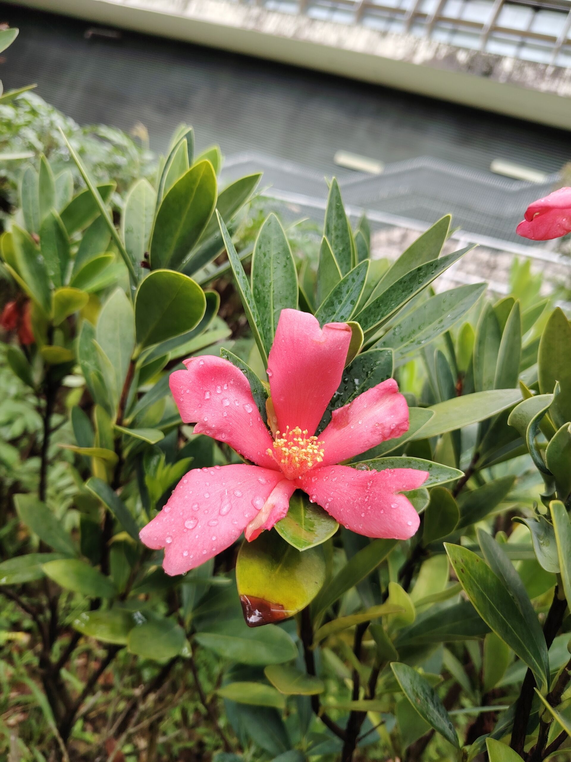 https://www.fa.gov.hk/杜鵑紅山茶