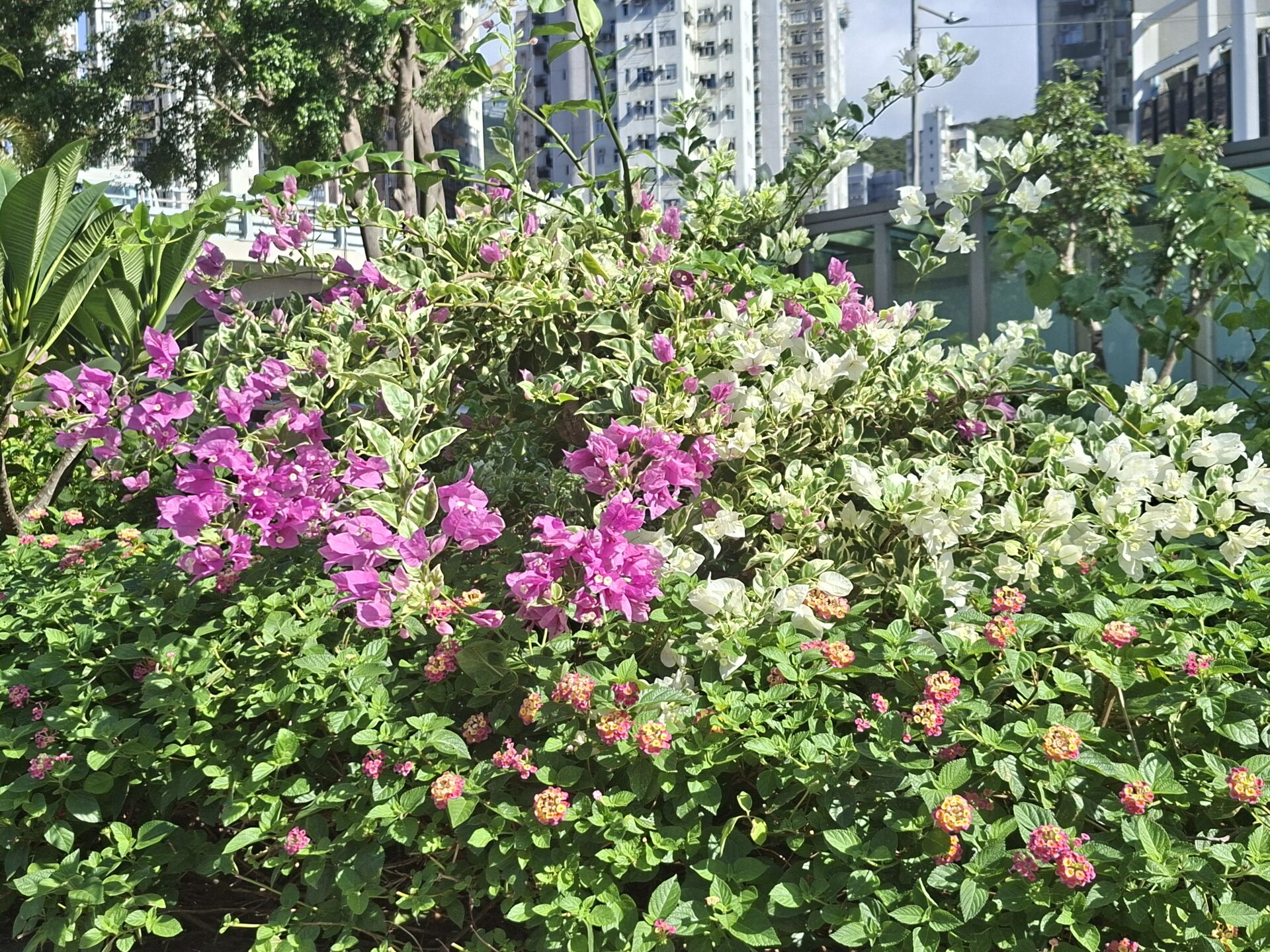 https://www.fa.gov.hk/葉子花 (簕杜鵑)