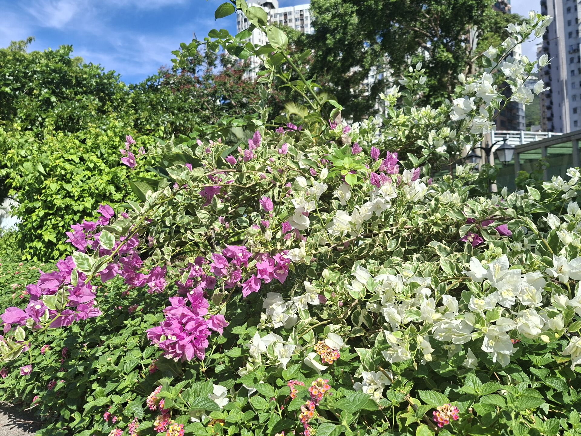 https://www.fa.gov.hk/葉子花 (簕杜鵑)