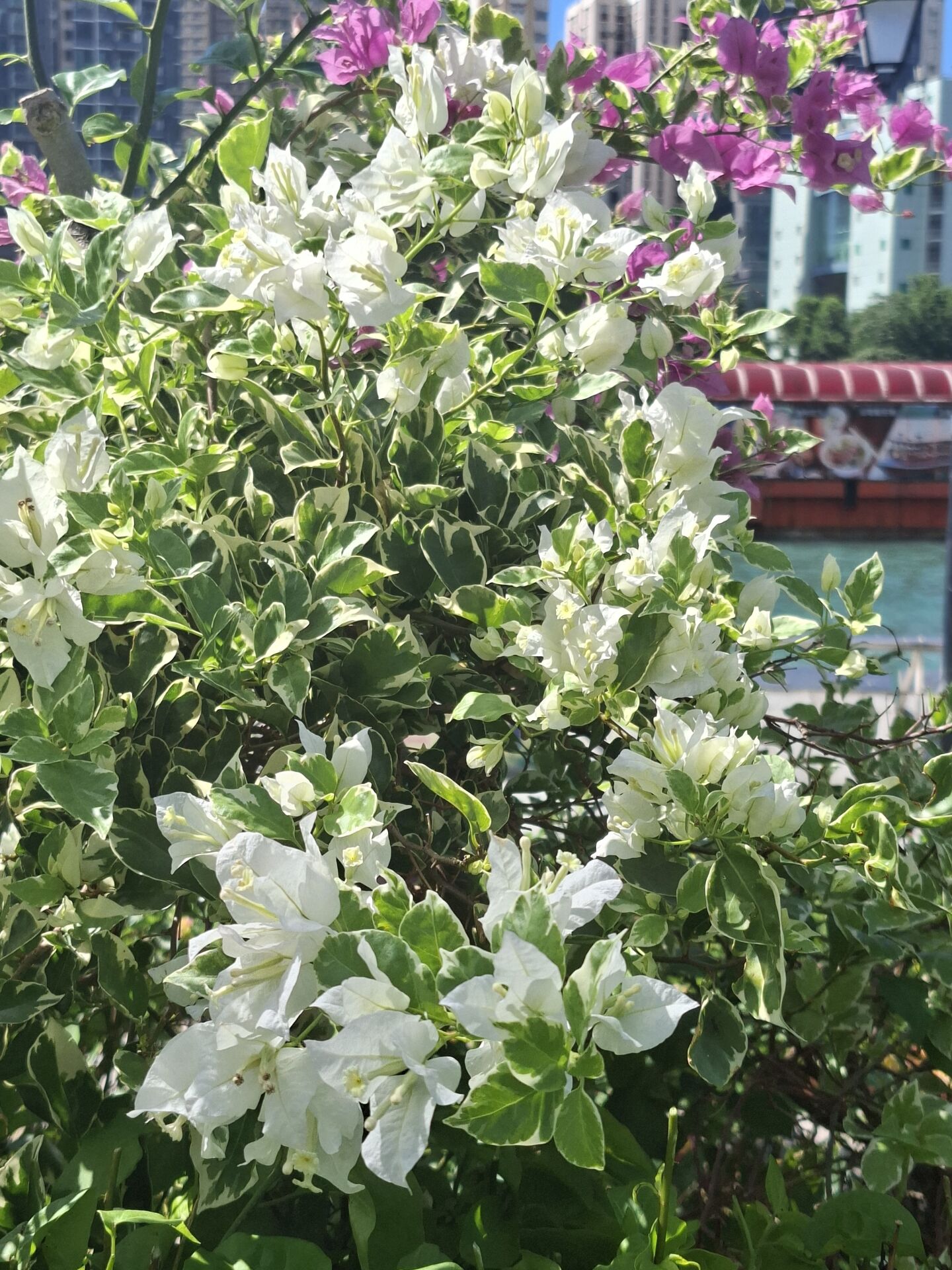 https://www.fa.gov.hk/葉子花 (簕杜鵑)