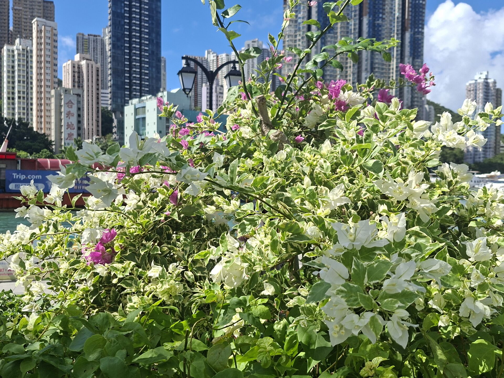 https://www.fa.gov.hk/葉子花 (簕杜鵑)