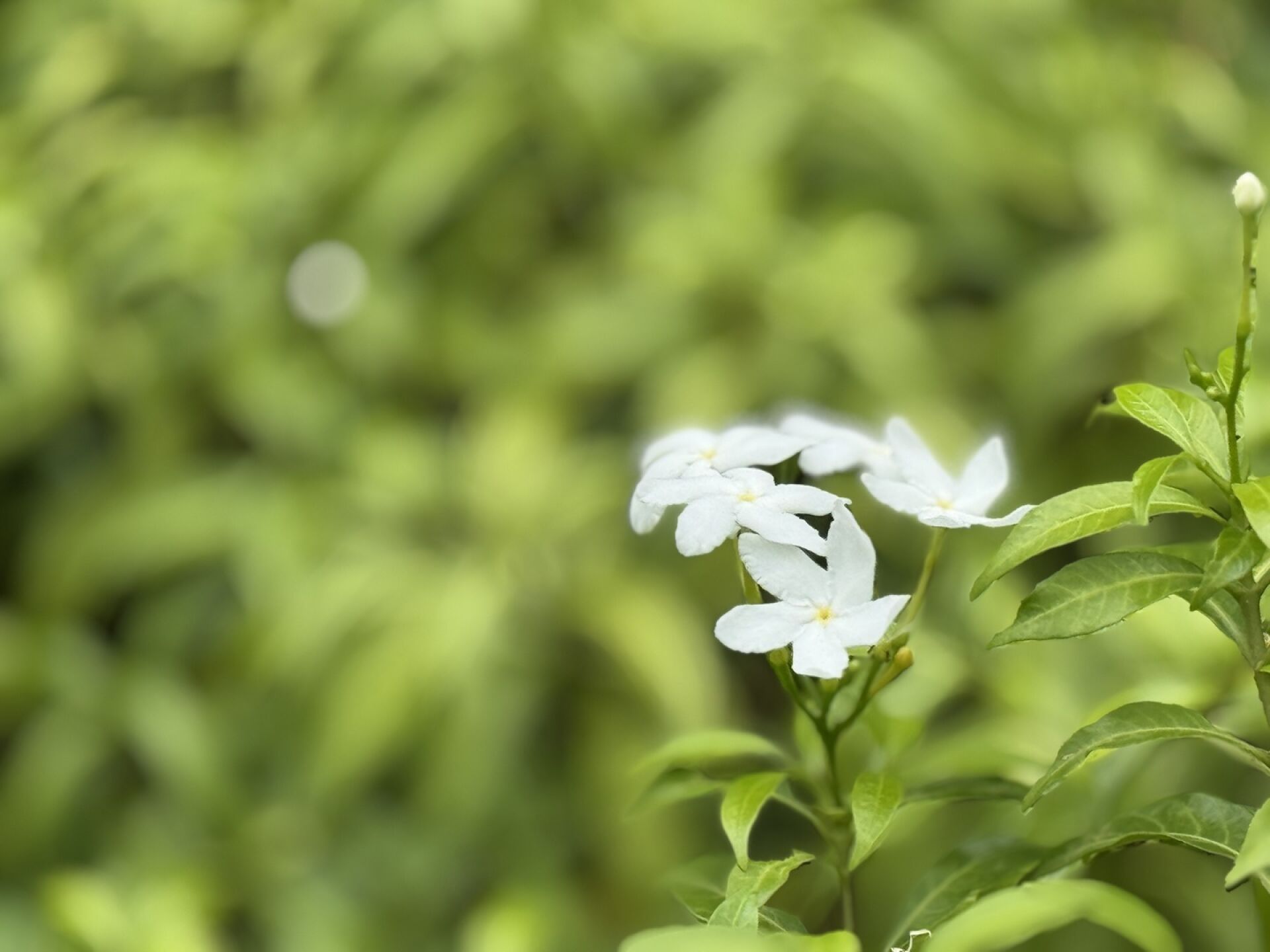 https://www.fa.gov.hk/珍珠狗牙花