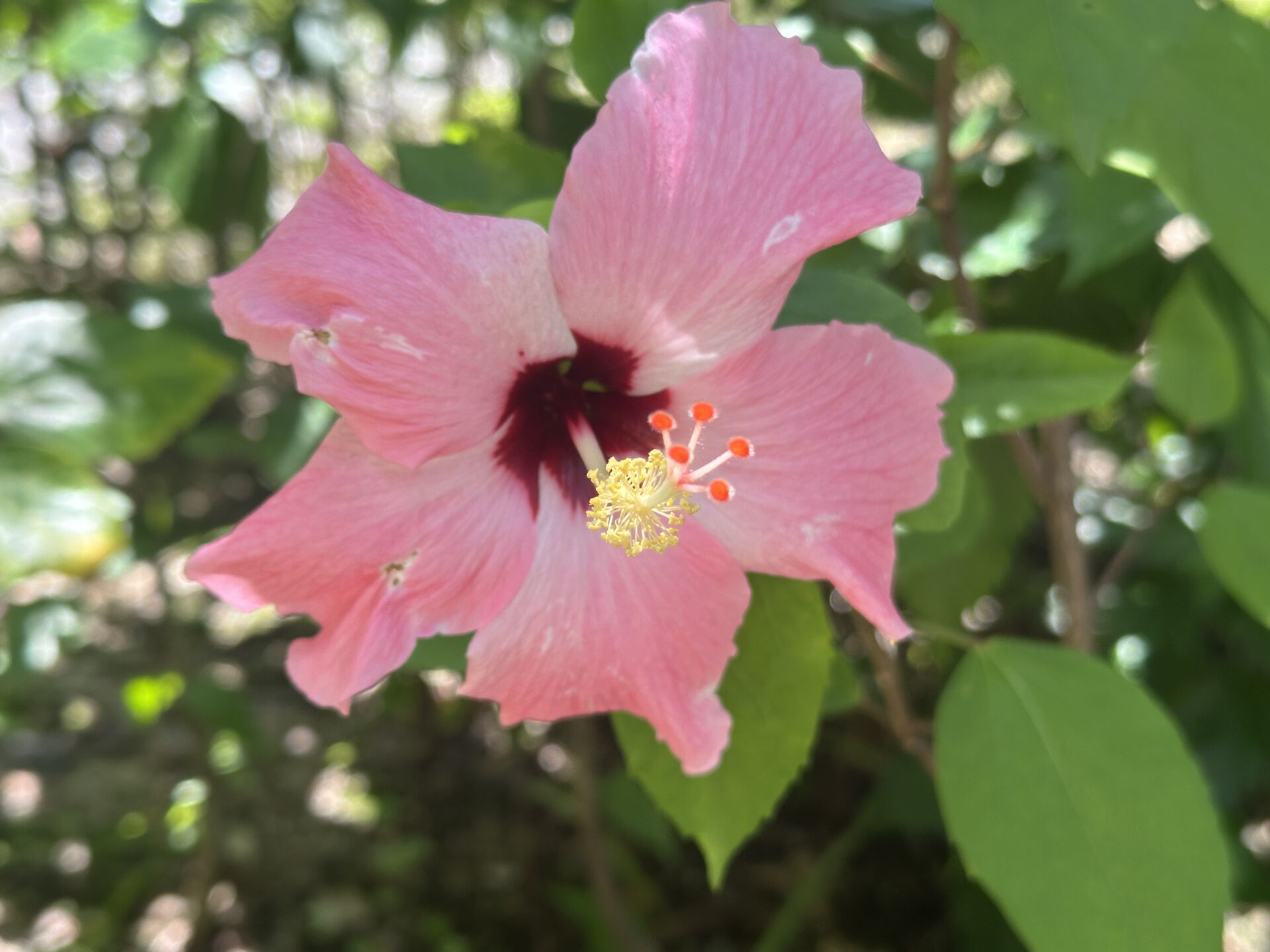 https://www.fa.gov.hk/朱槿(扶桑、大紅花)