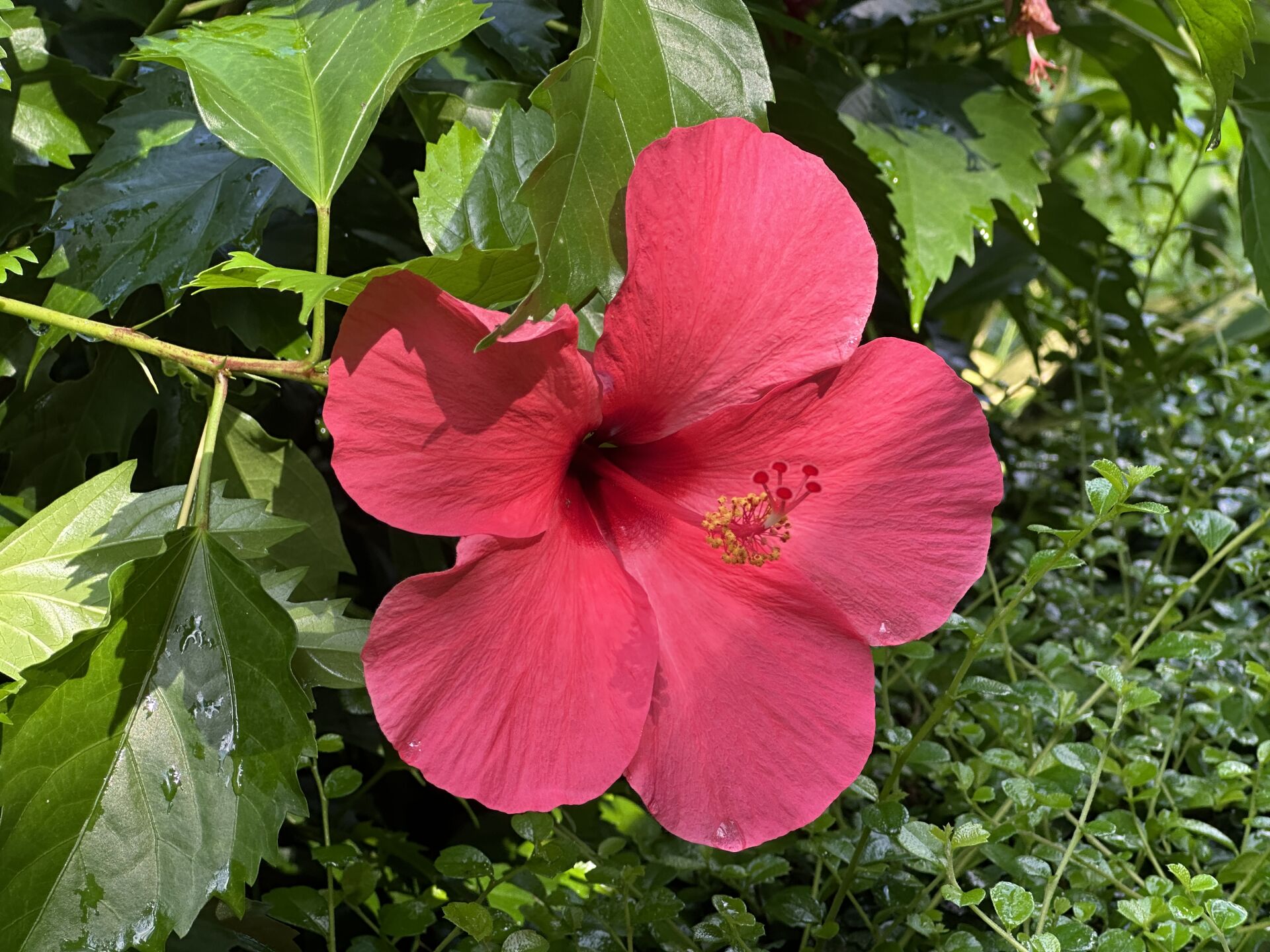 https://www.fa.gov.hk/朱槿(扶桑、大紅花)
