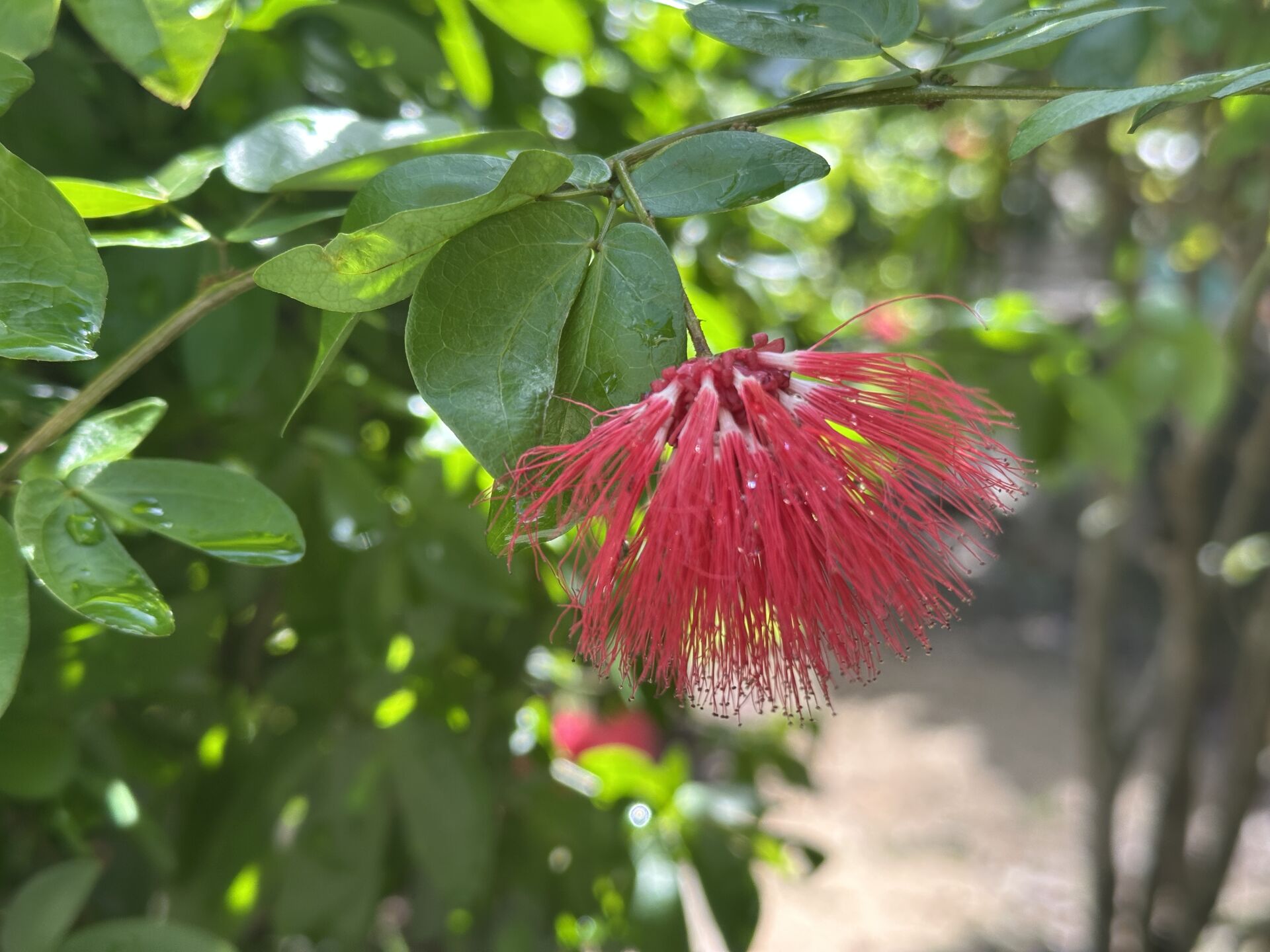 https://www.fa.gov.hk/紅粉撲花