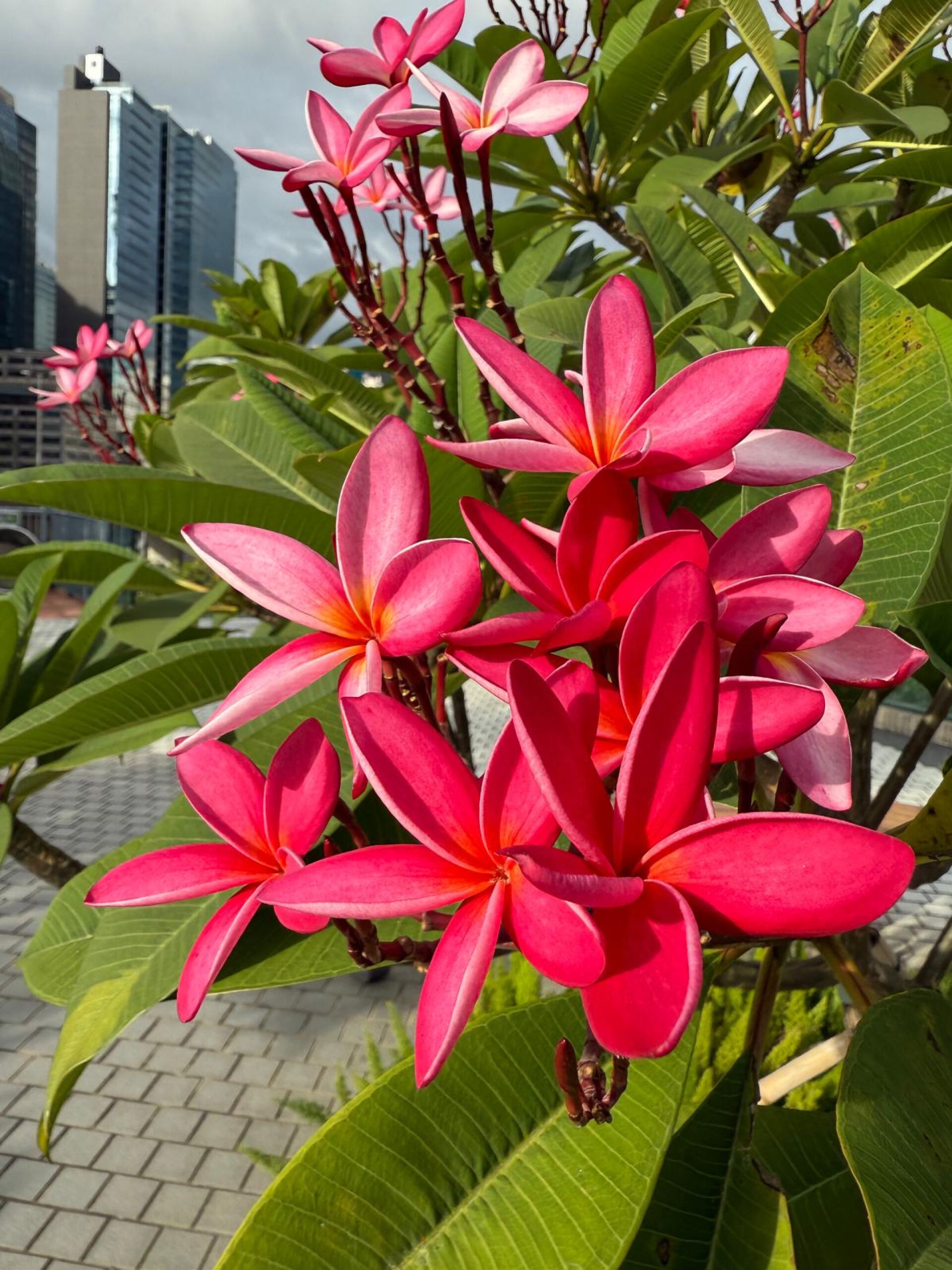 https://www.fa.gov.hk/雞蛋花
