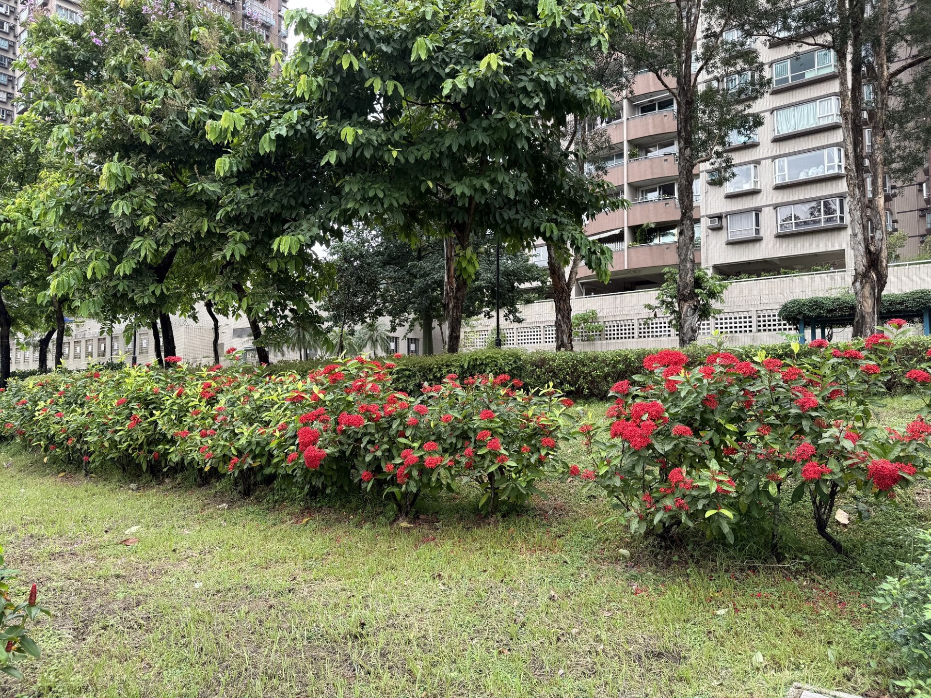 https://www.fa.gov.hk/龍船花