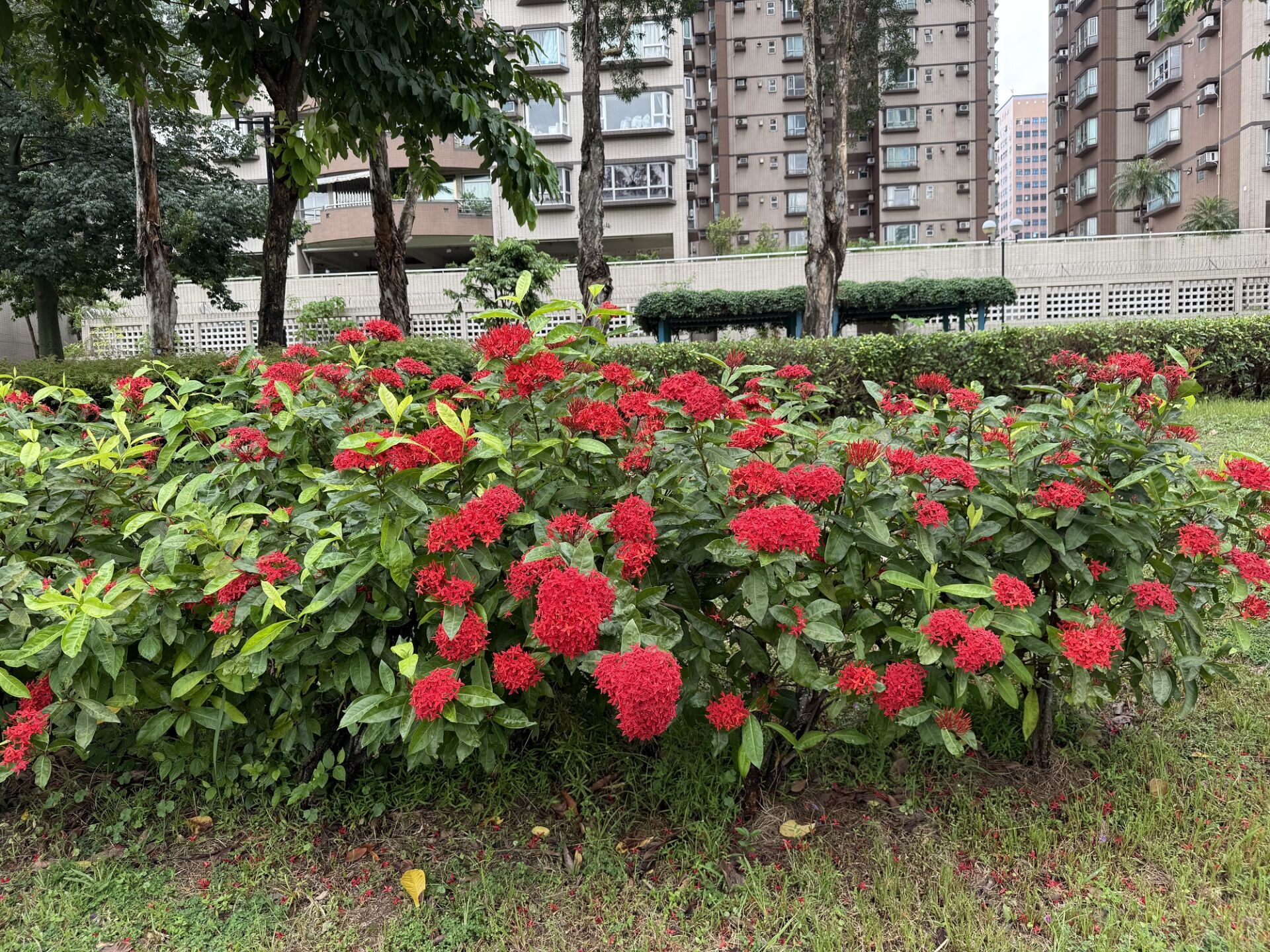 https://www.fa.gov.hk/龍船花