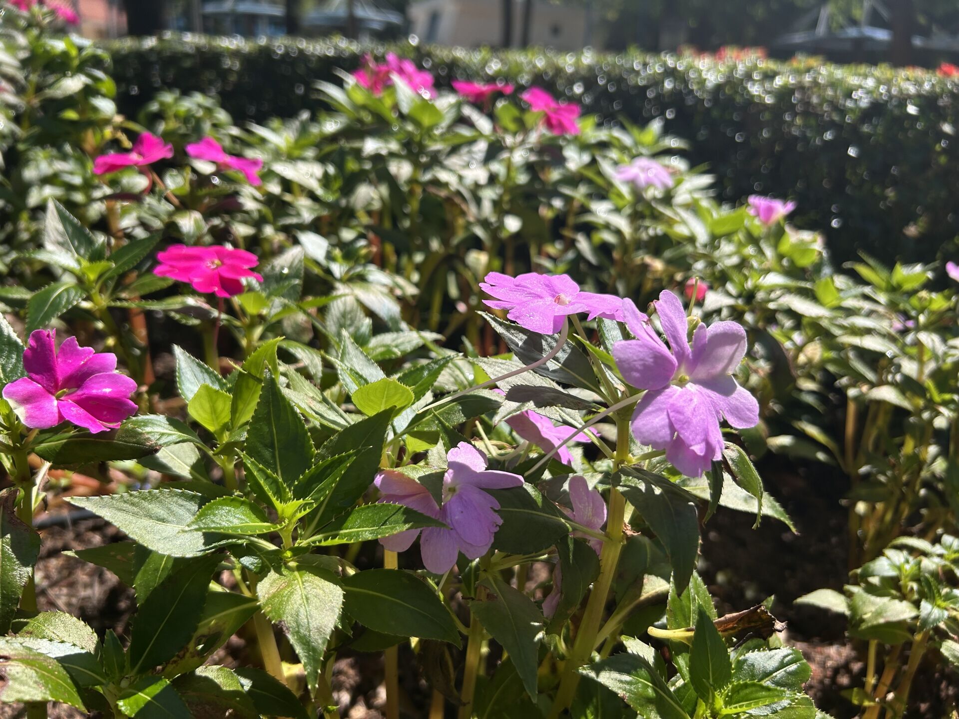https://www.fa.gov.hk/鳳仙花