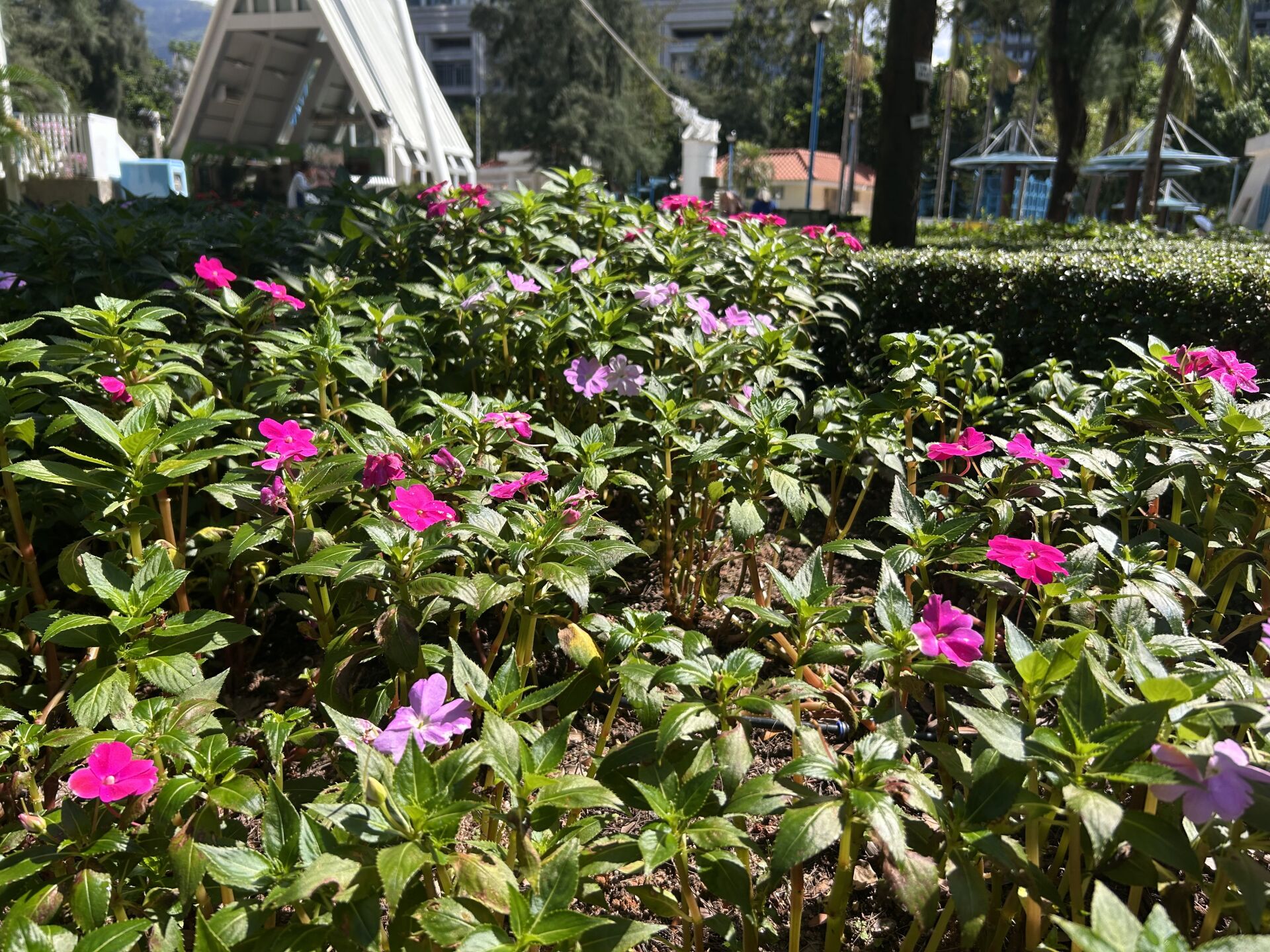https://www.fa.gov.hk/鳳仙花
