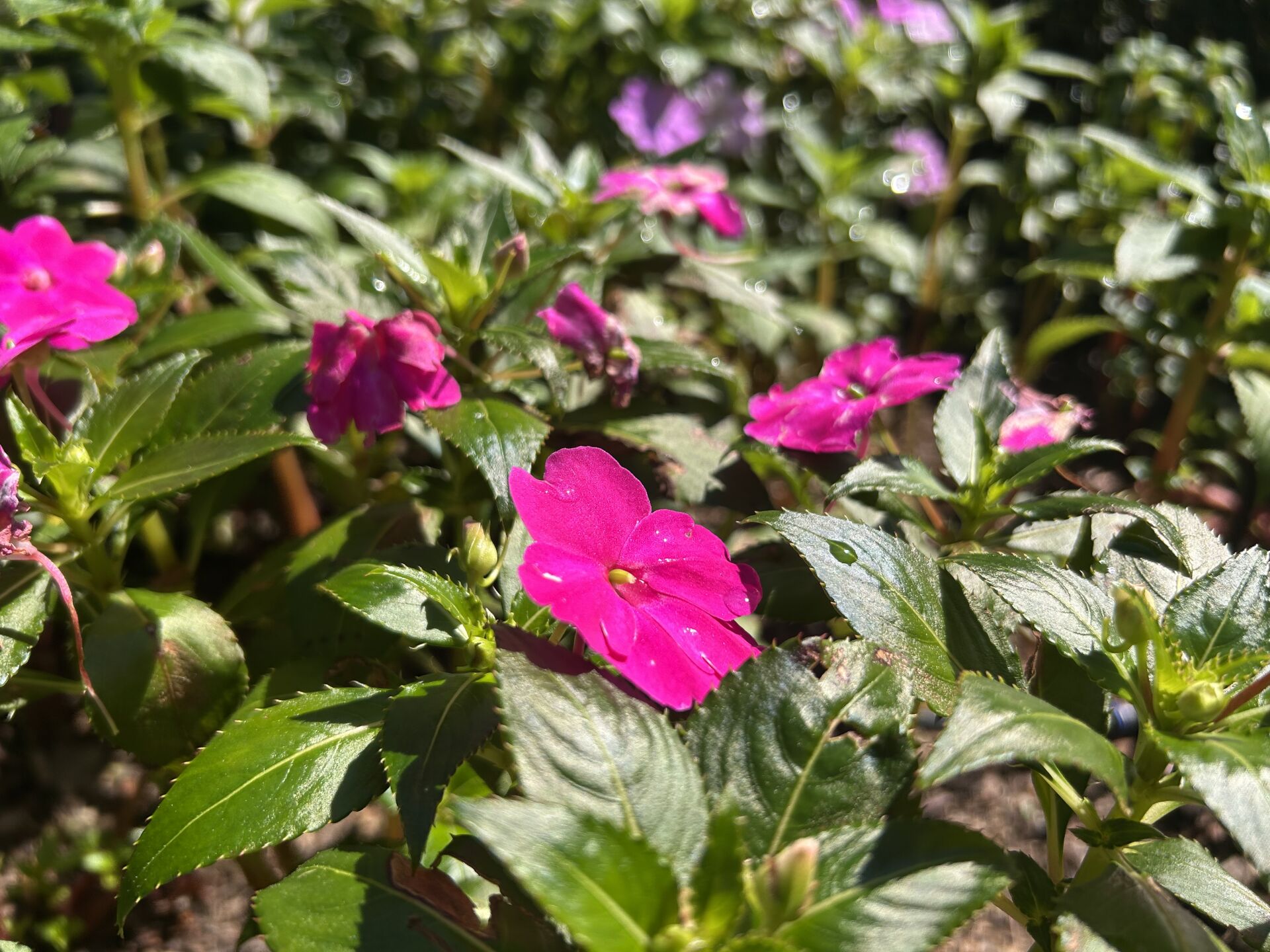 https://www.fa.gov.hk/鳳仙花