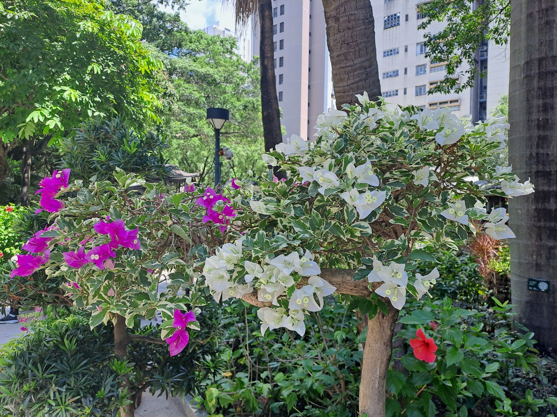 https://www.fa.gov.hk/葉子花 (簕杜鵑)