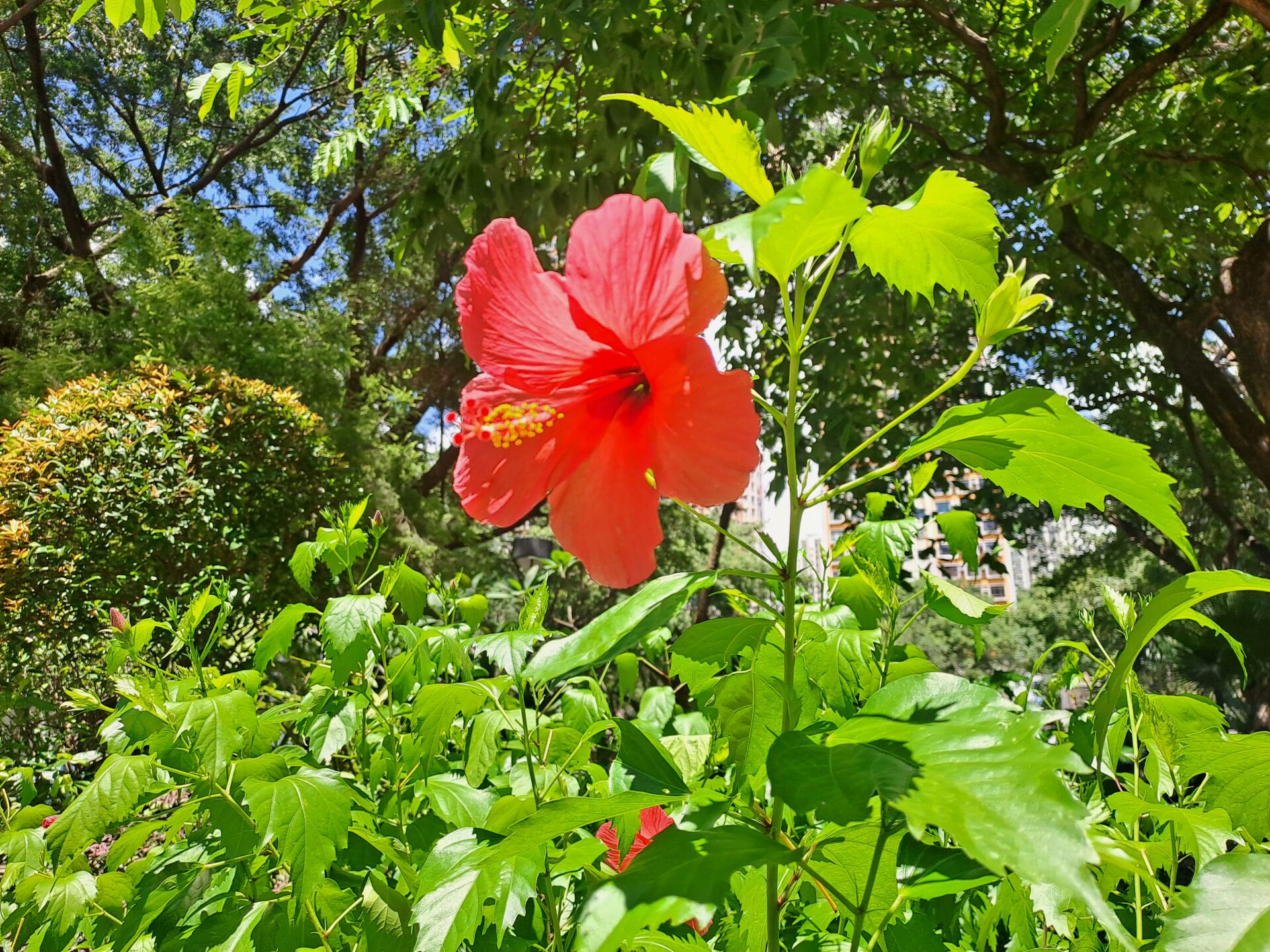 https://www.fa.gov.hk/朱槿(扶桑、大紅花)