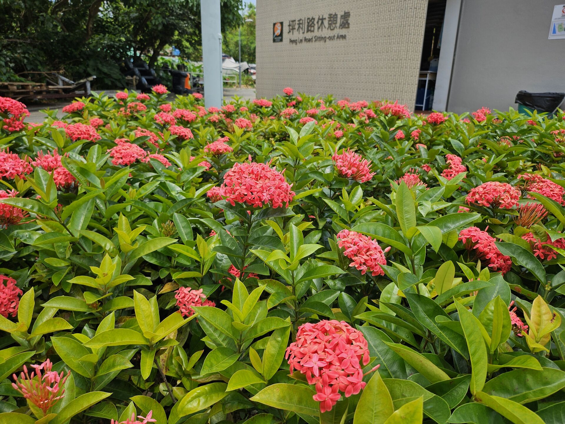 https://www.fa.gov.hk/龍船花