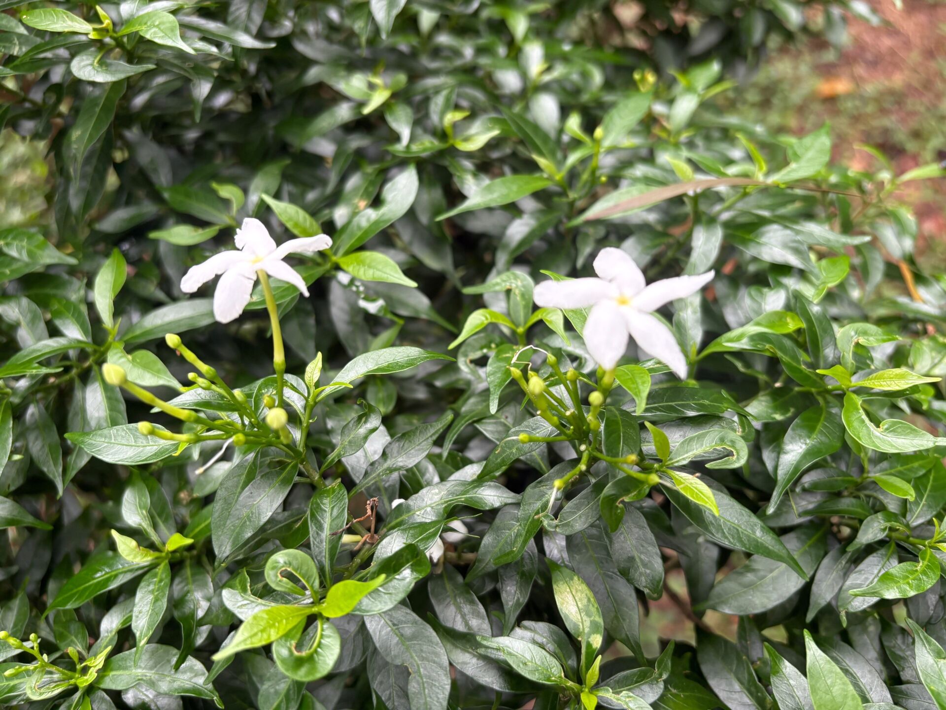 https://www.fa.gov.hk/狗牙花
