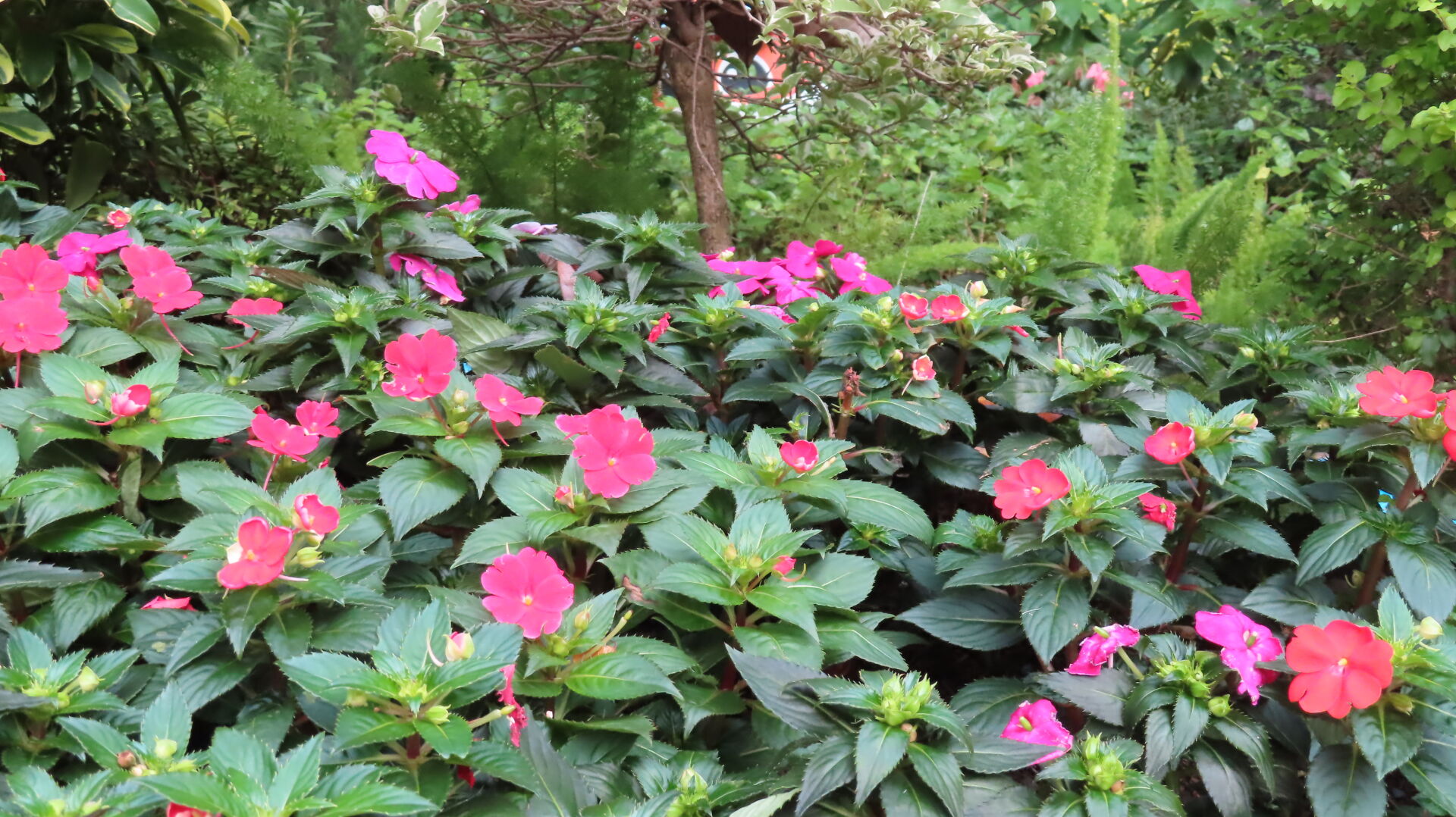 https://www.fa.gov.hk/鳳仙花