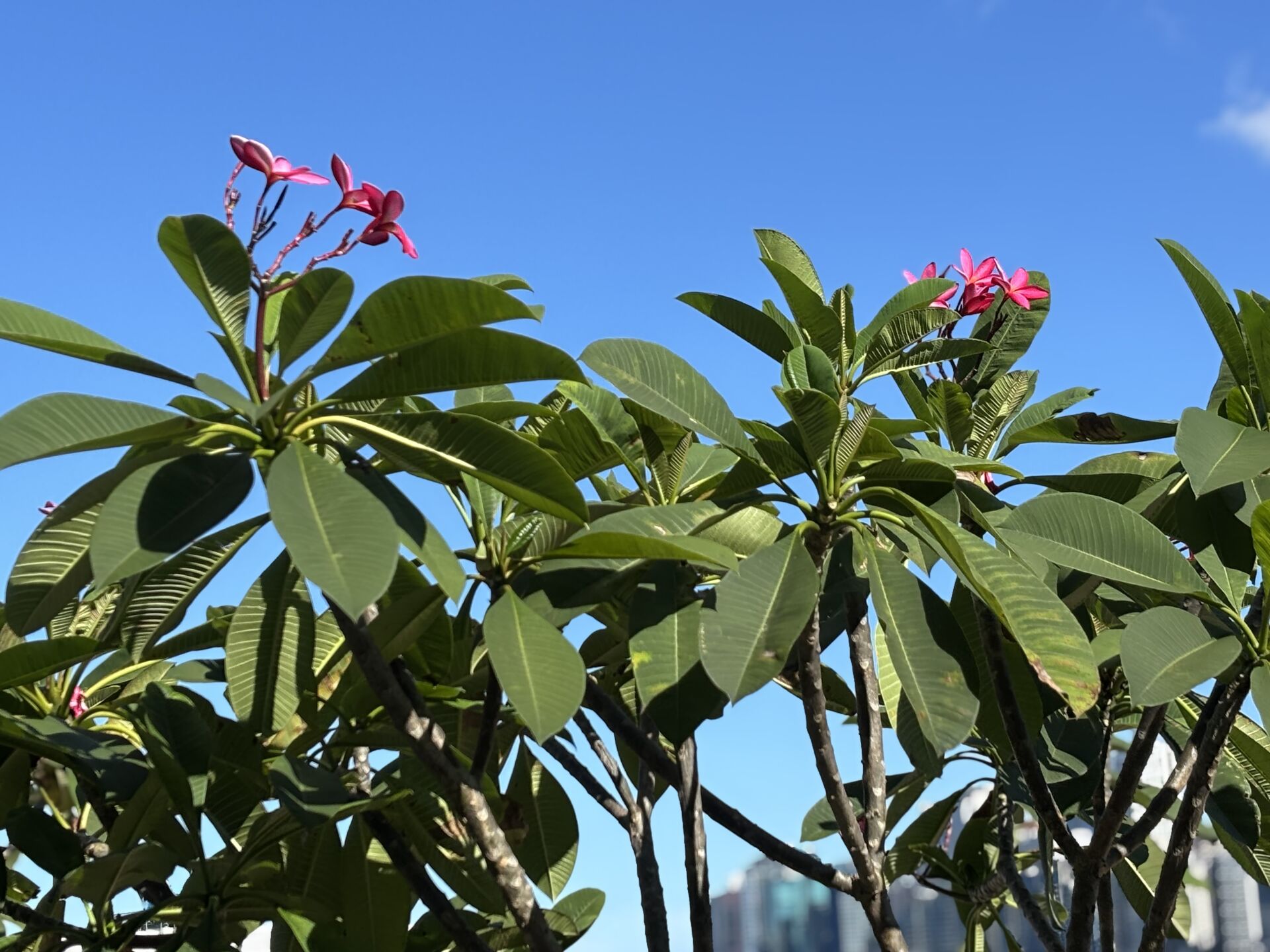 https://www.fa.gov.hk/雞蛋花