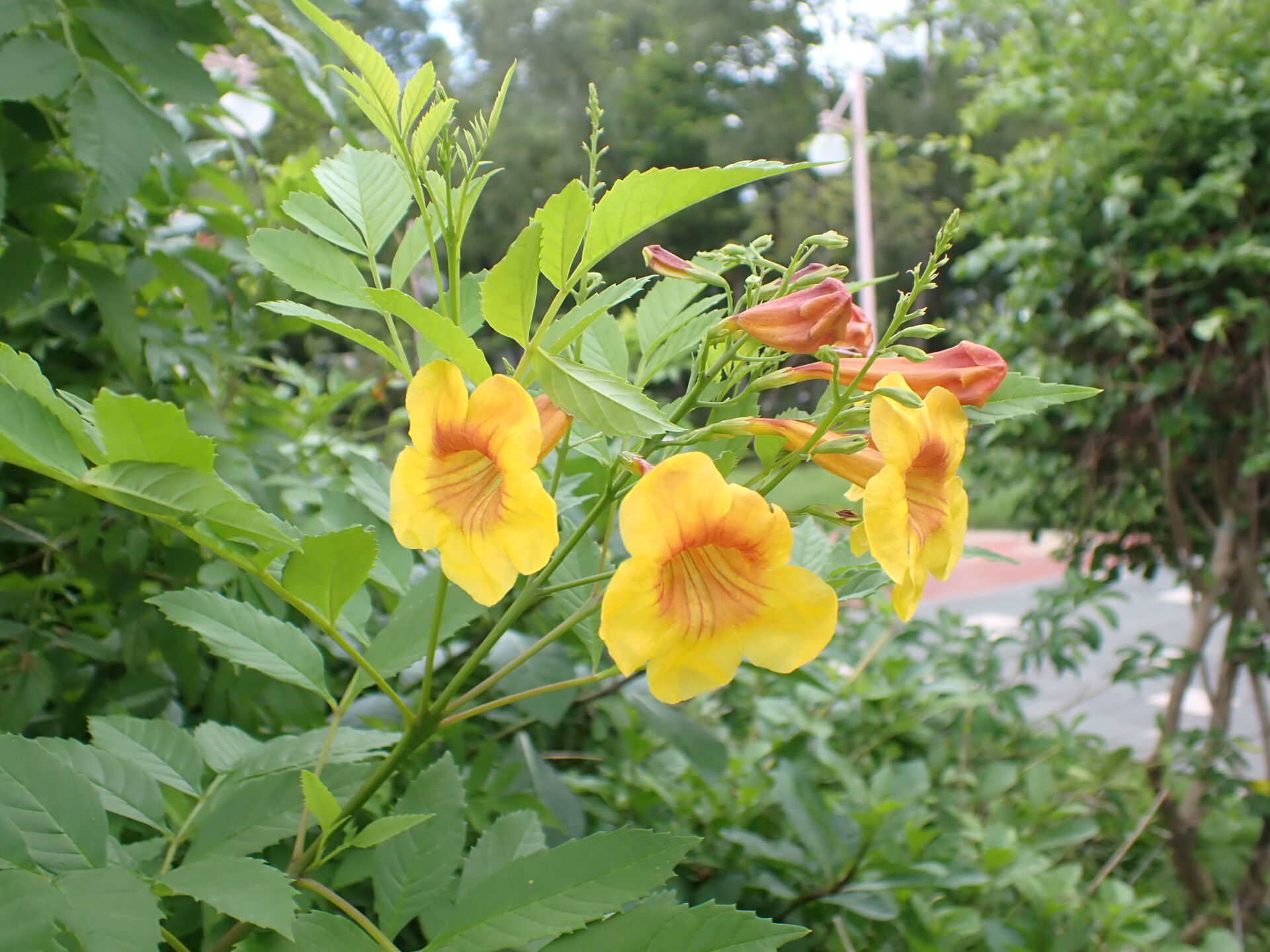 https://www.fa.gov.hk/黃鍾花