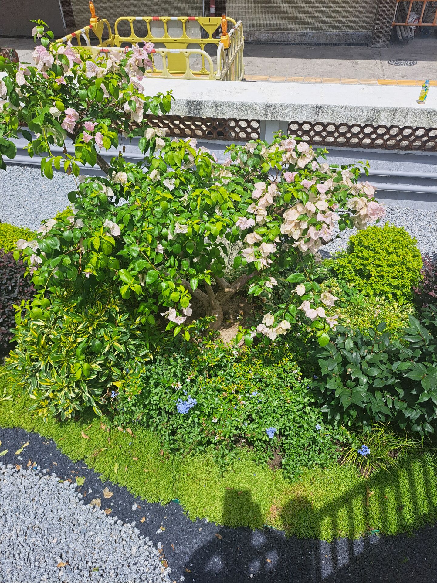 https://www.fa.gov.hk/葉子花 (簕杜鵑)