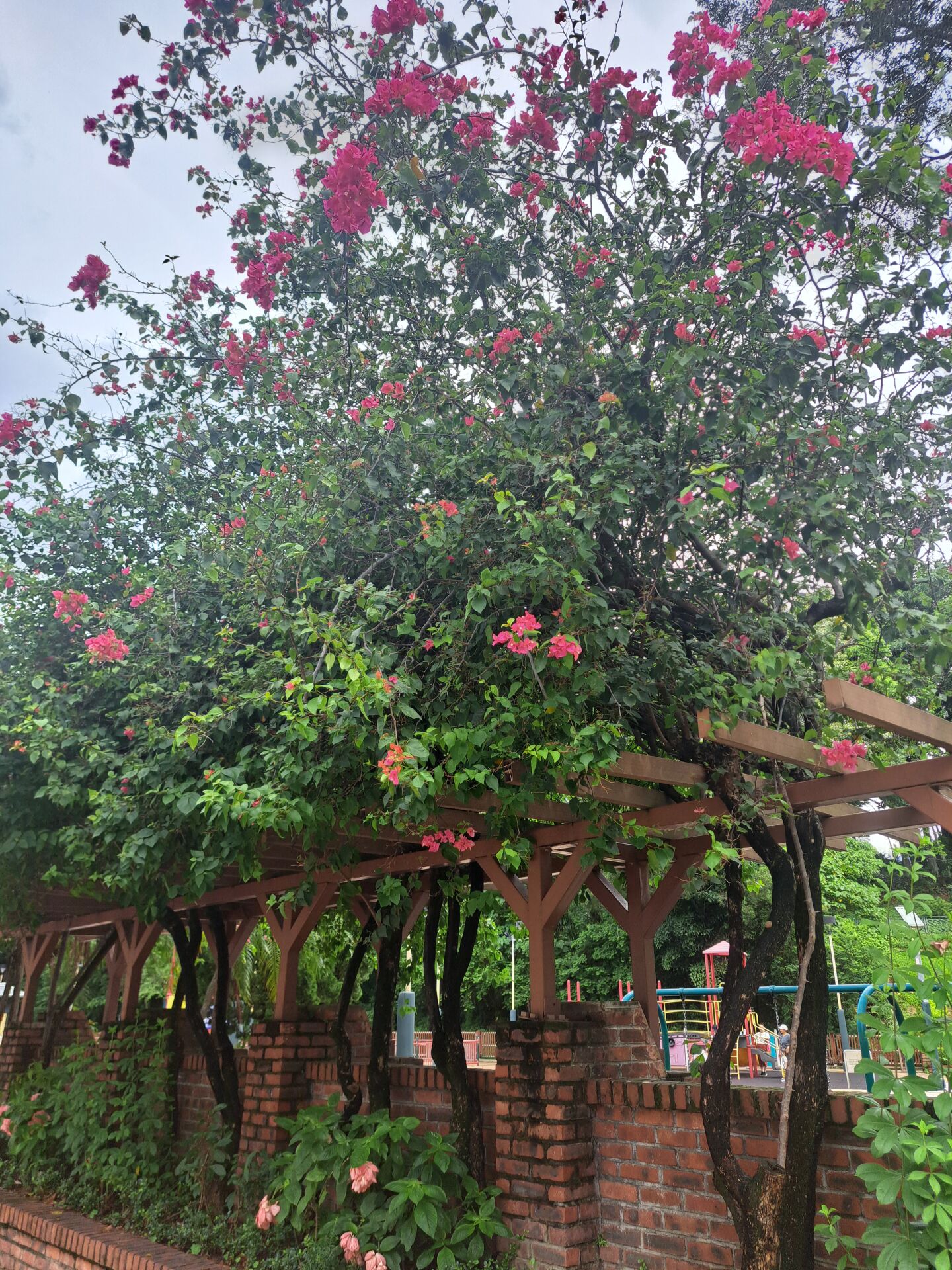 https://www.fa.gov.hk/葉子花 (簕杜鵑)