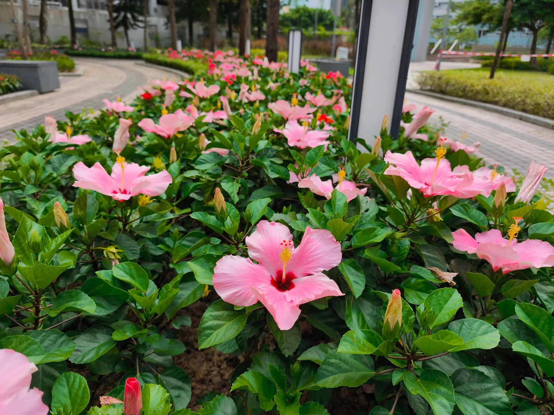 https://www.fa.gov.hk/朱槿(扶桑、大紅花)