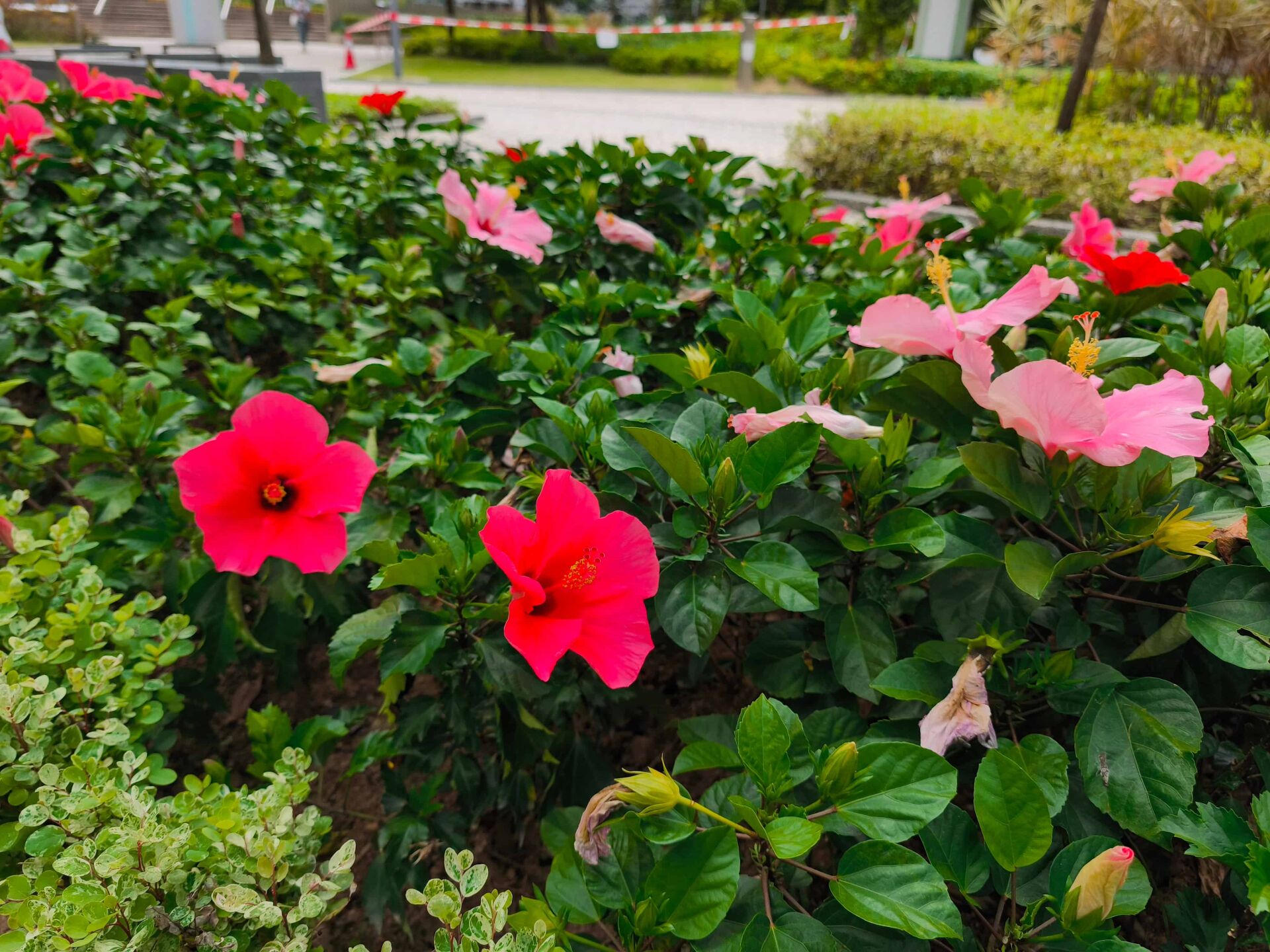 https://www.fa.gov.hk/朱槿(扶桑、大紅花)
