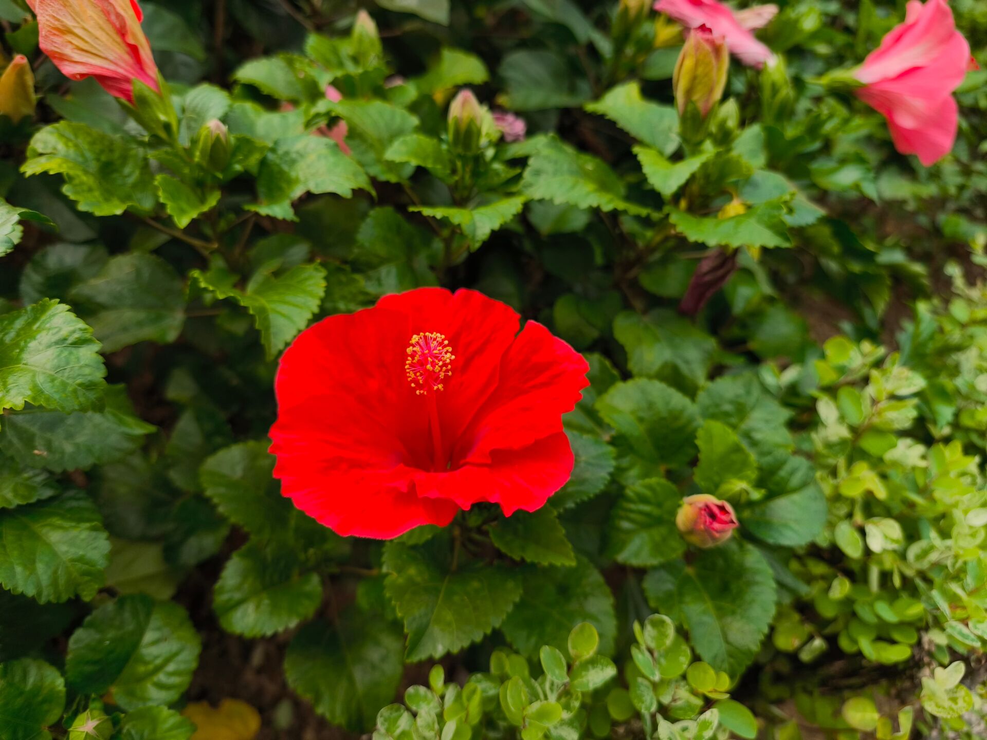https://www.fa.gov.hk/朱槿(扶桑、大紅花)