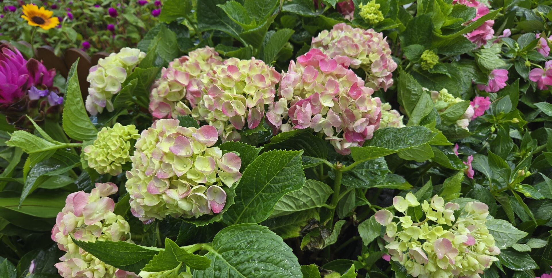 https://www.fa.gov.hk/繡球花