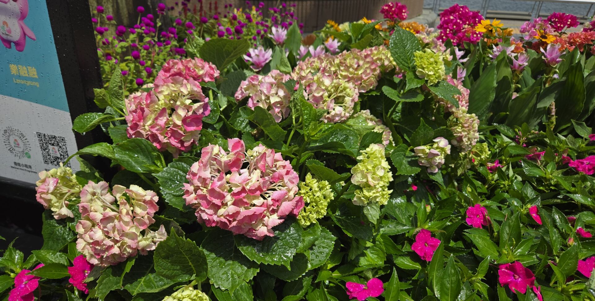 https://www.fa.gov.hk/繡球花