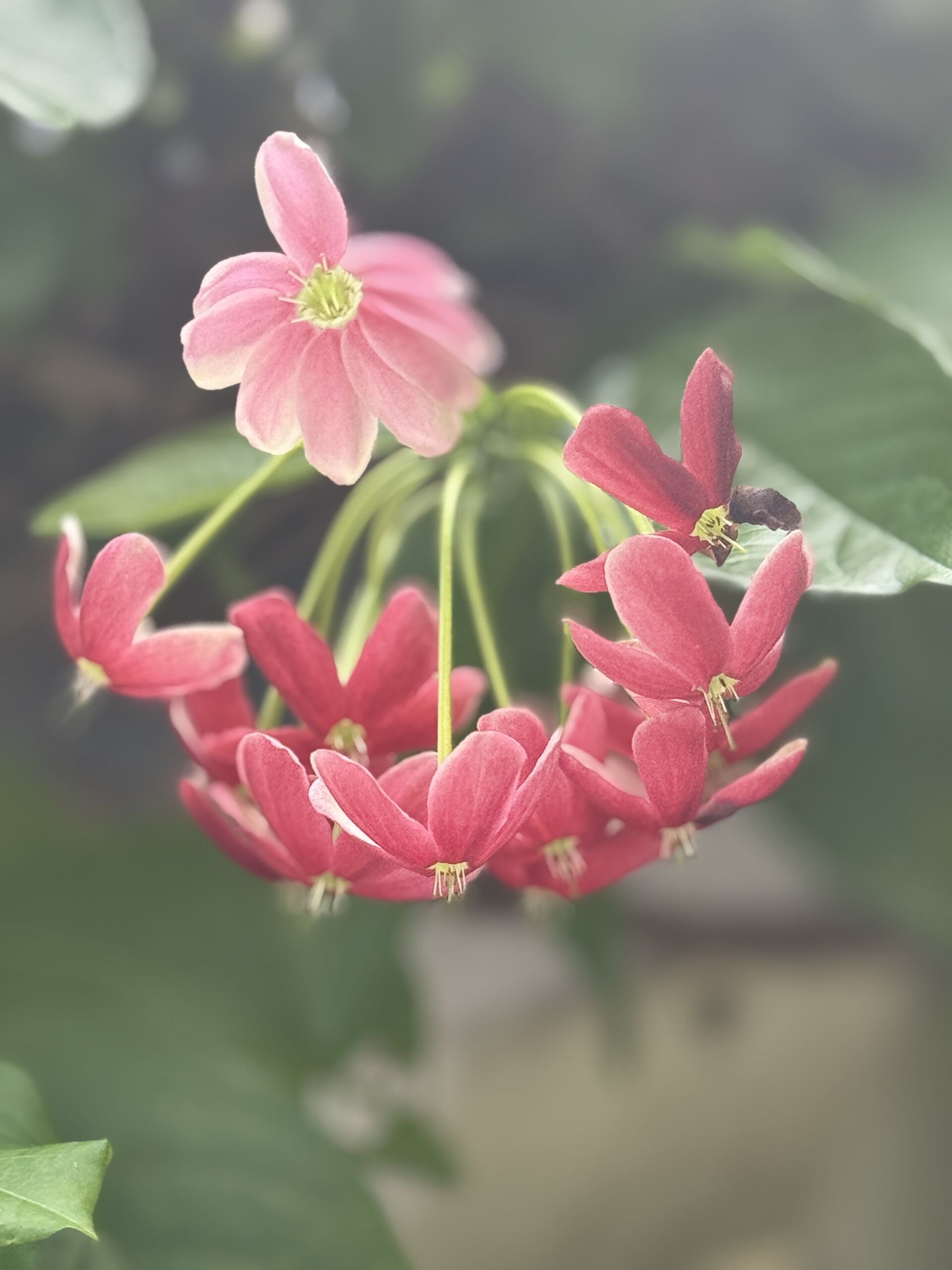 https://www.fa.gov.hk/使君子