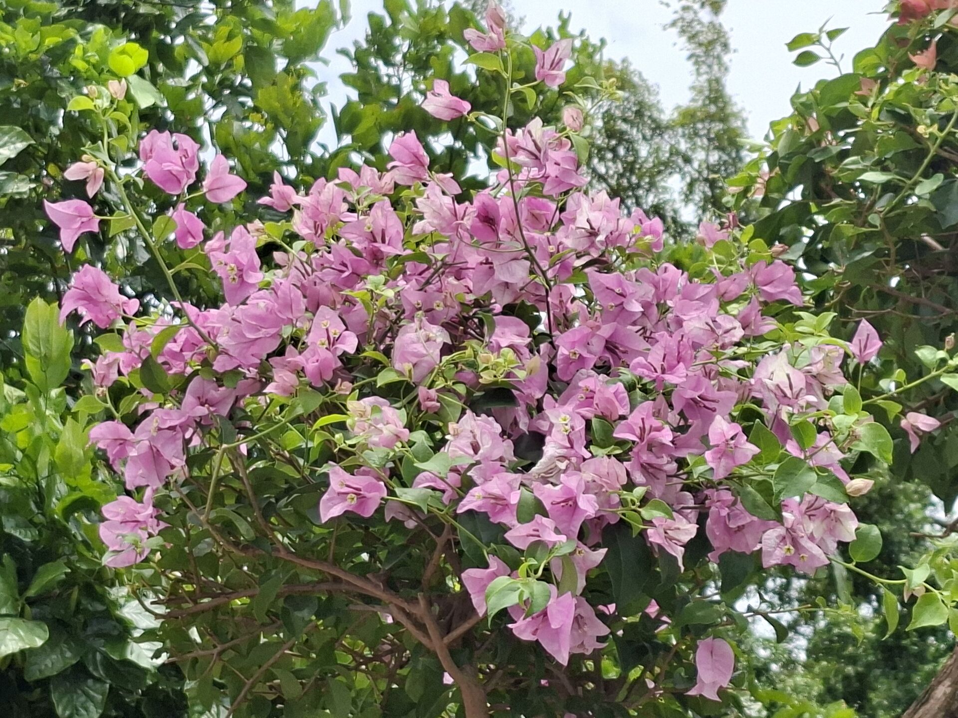 https://www.fa.gov.hk/葉子花 (簕杜鵑)