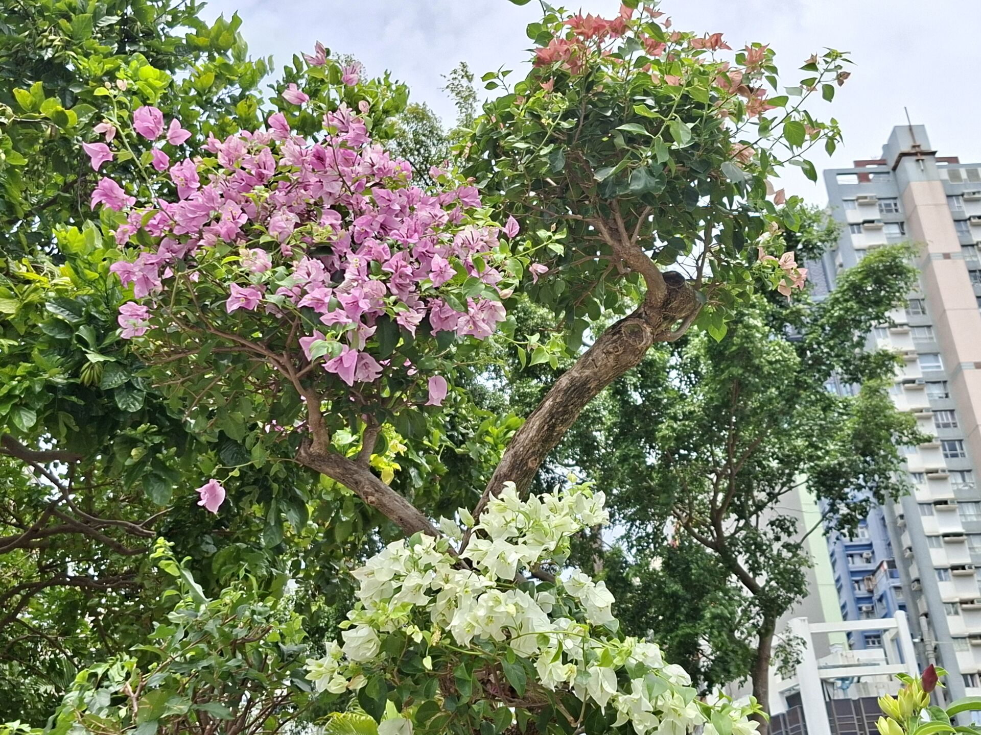 https://www.fa.gov.hk/葉子花 (簕杜鵑)