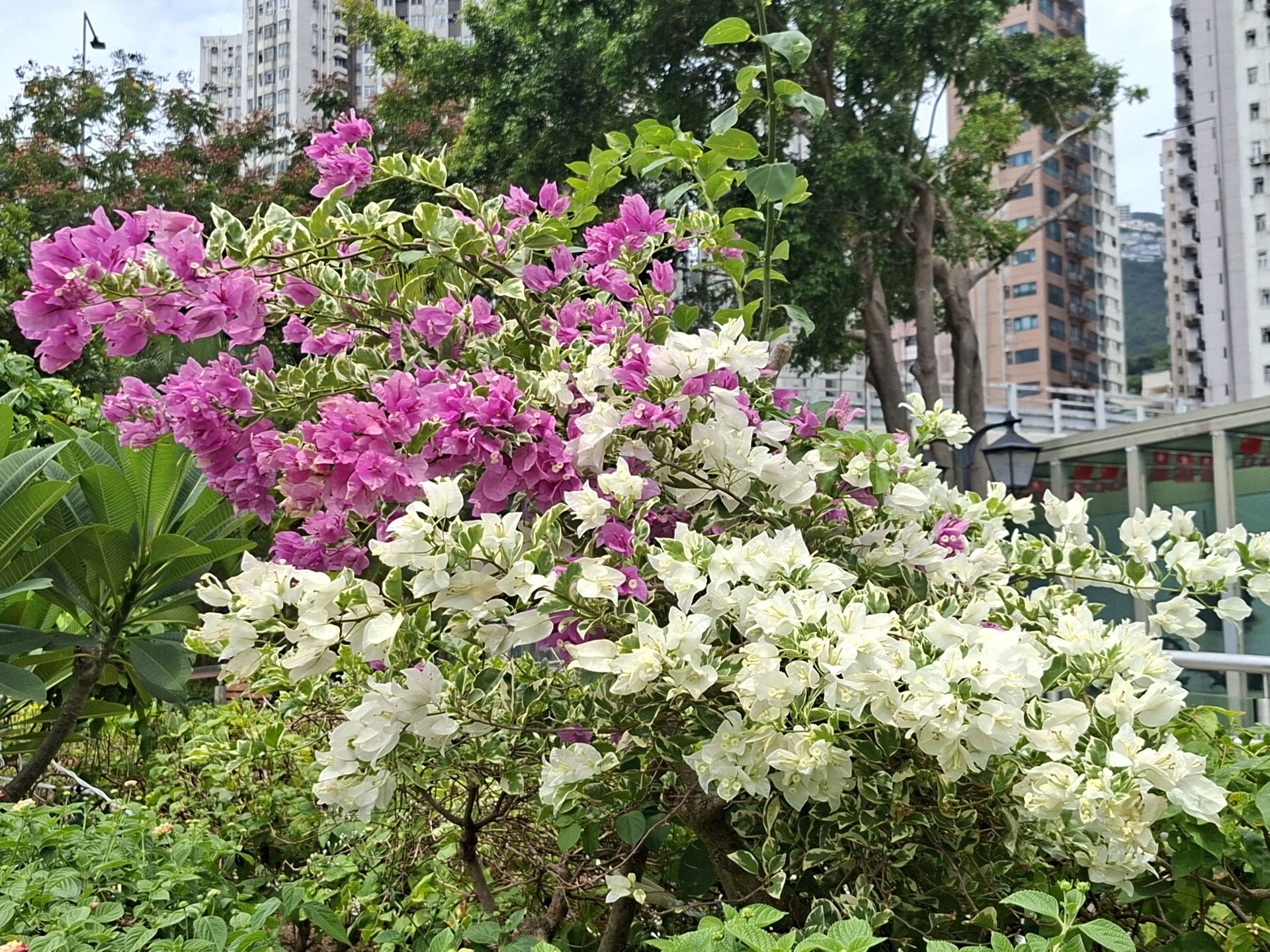 https://www.fa.gov.hk/葉子花 (簕杜鵑)