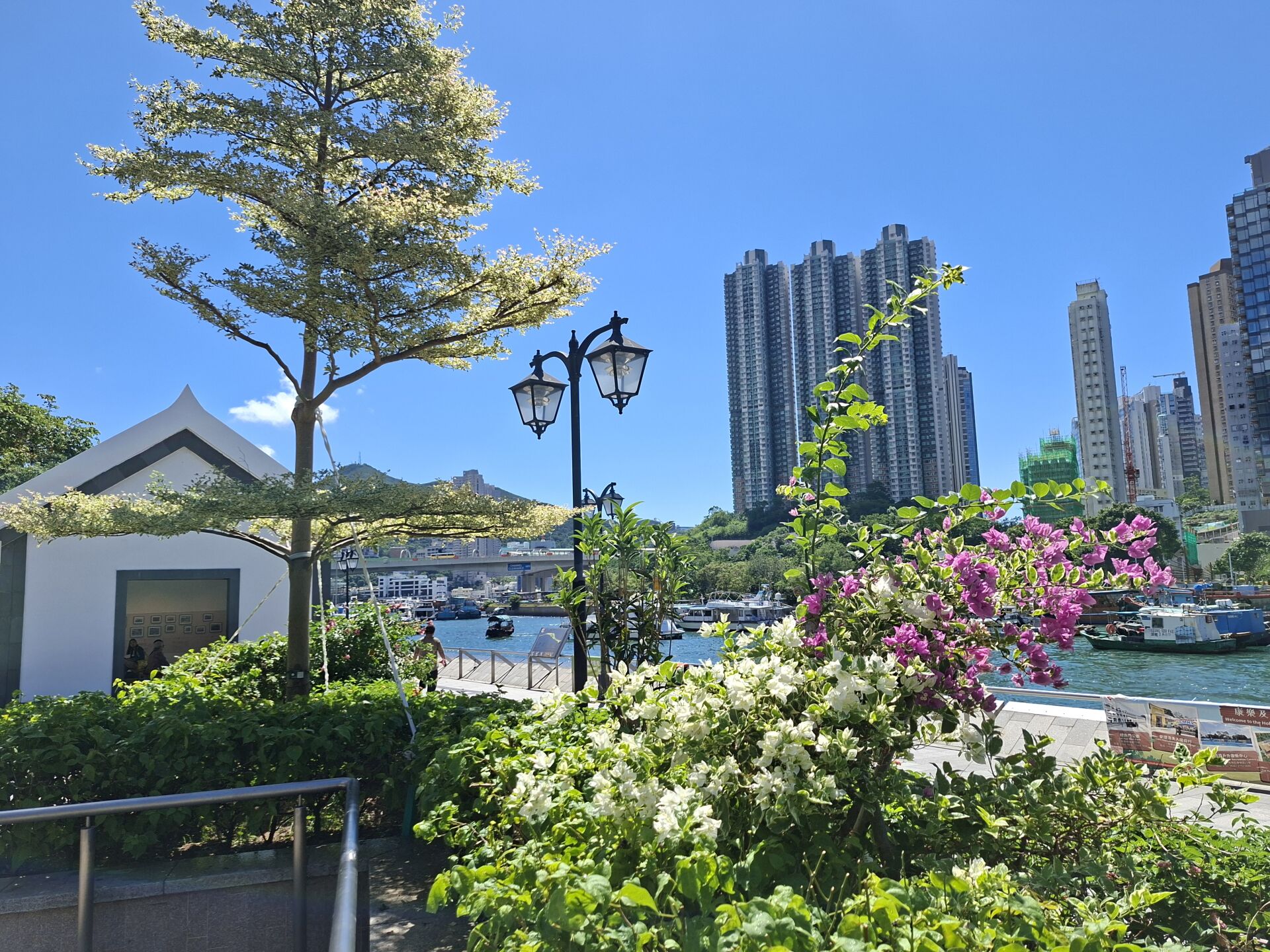 https://www.fa.gov.hk/葉子花 (簕杜鵑)