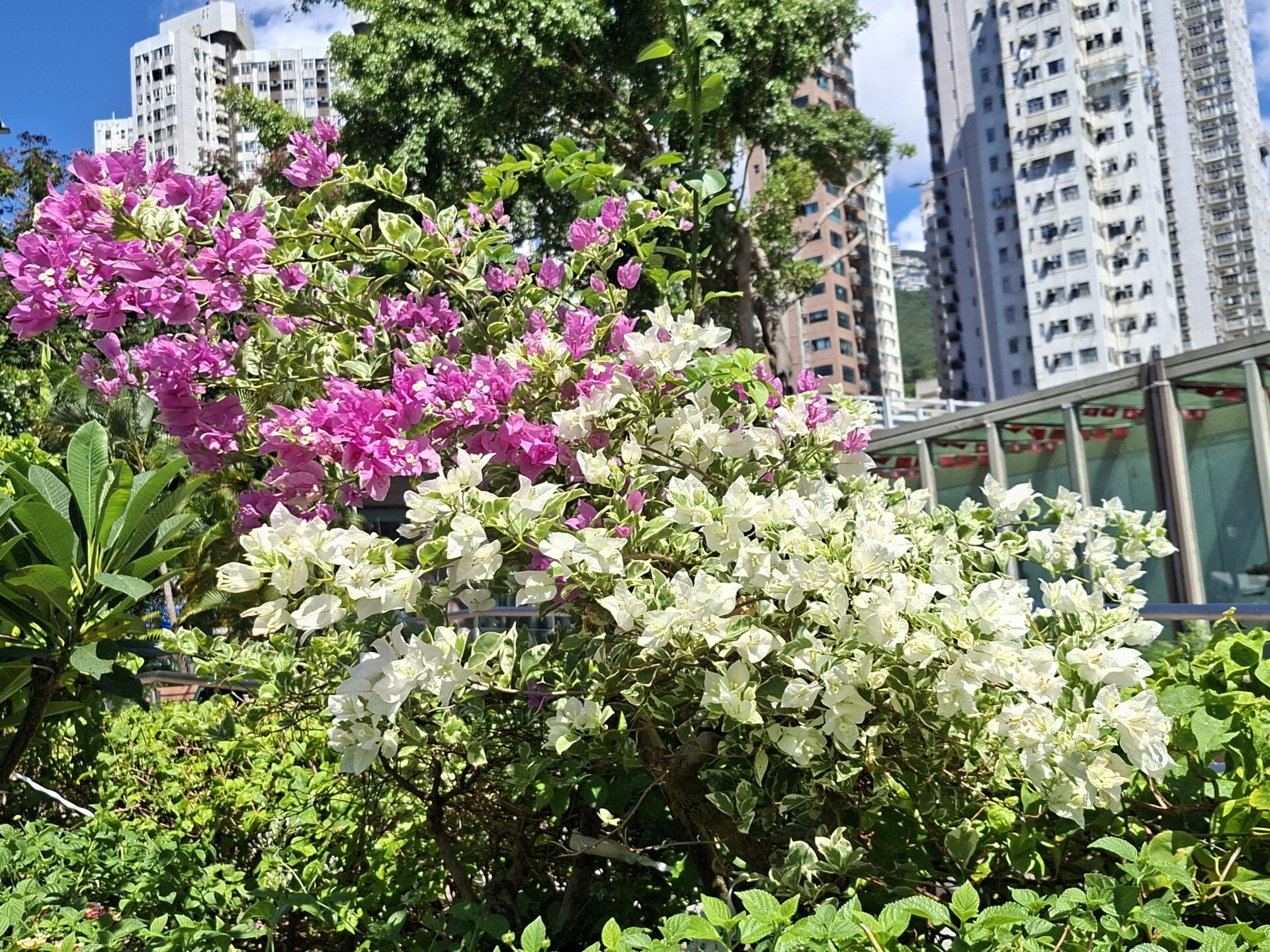 https://www.fa.gov.hk/葉子花 (簕杜鵑)