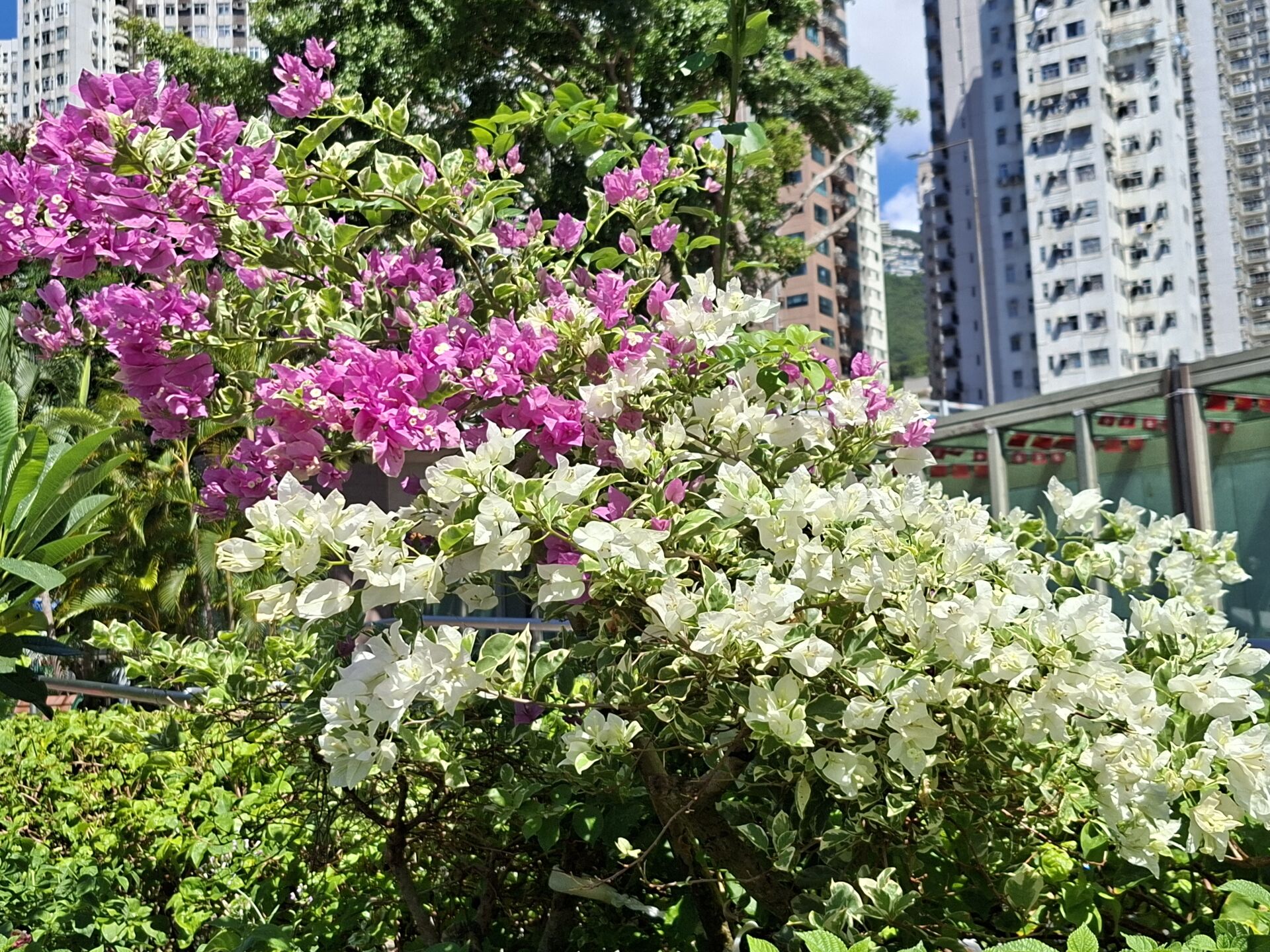 https://www.fa.gov.hk/葉子花 (簕杜鵑)