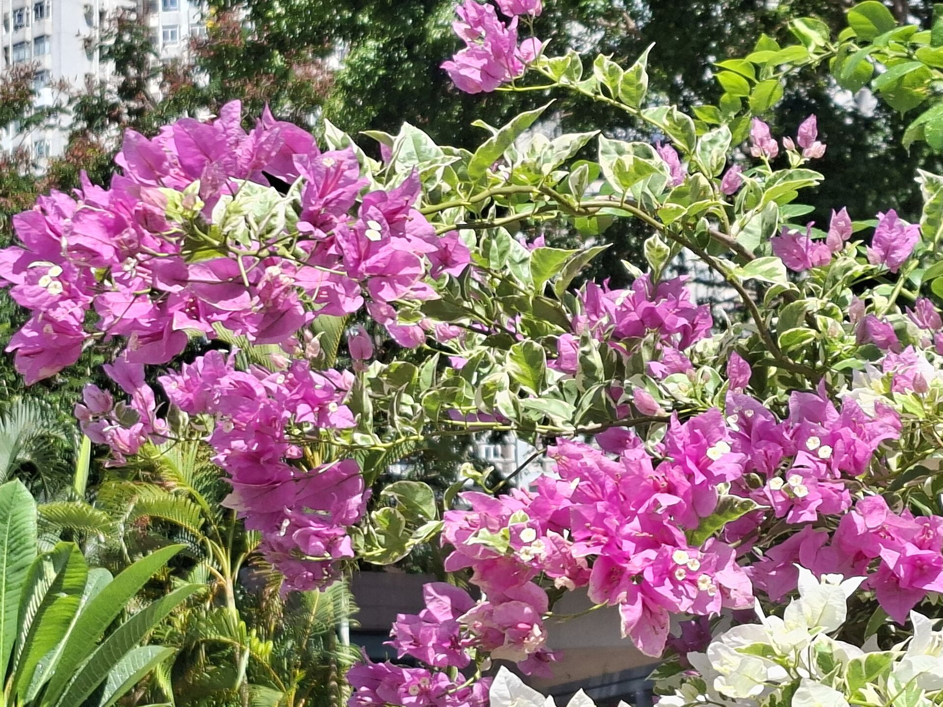 https://www.fa.gov.hk/葉子花 (簕杜鵑)