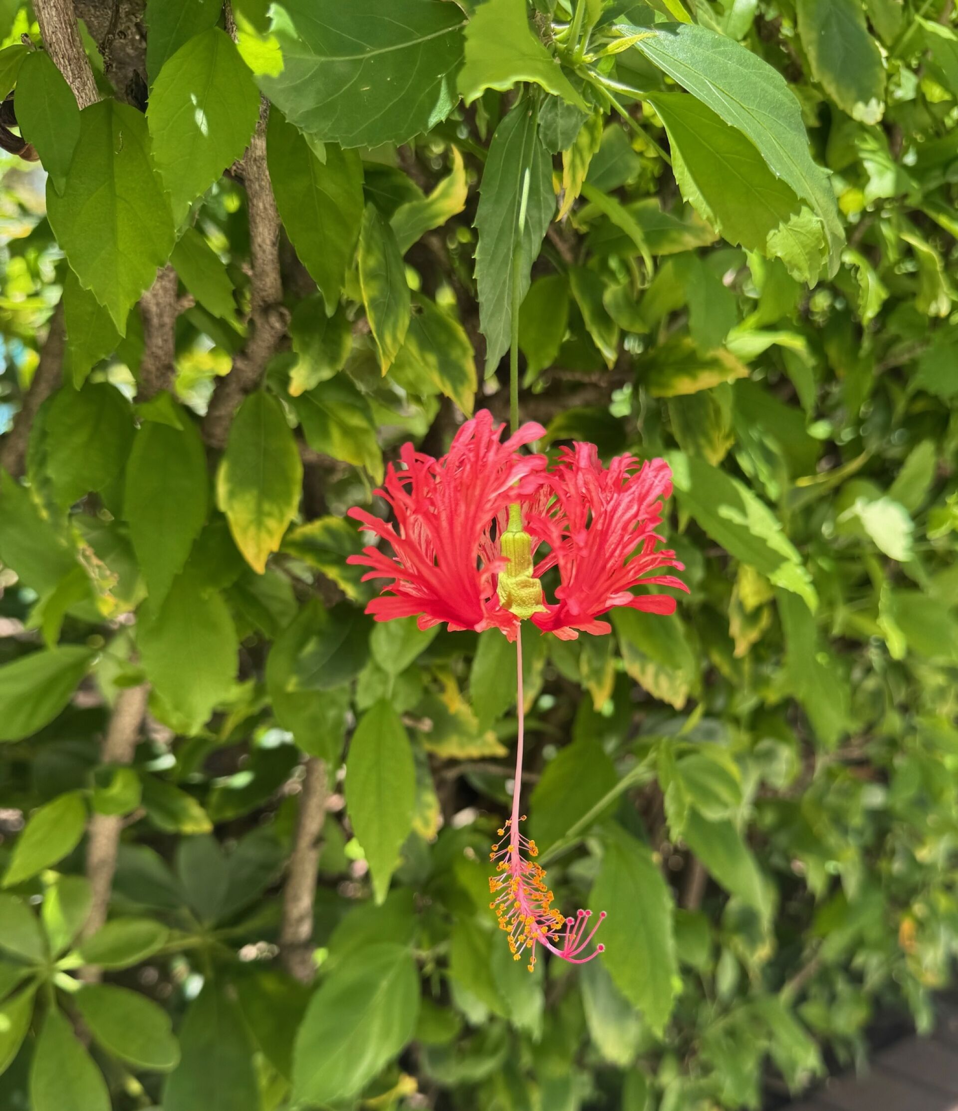 https://www.fa.gov.hk/吊燈花(裂瓣槿)