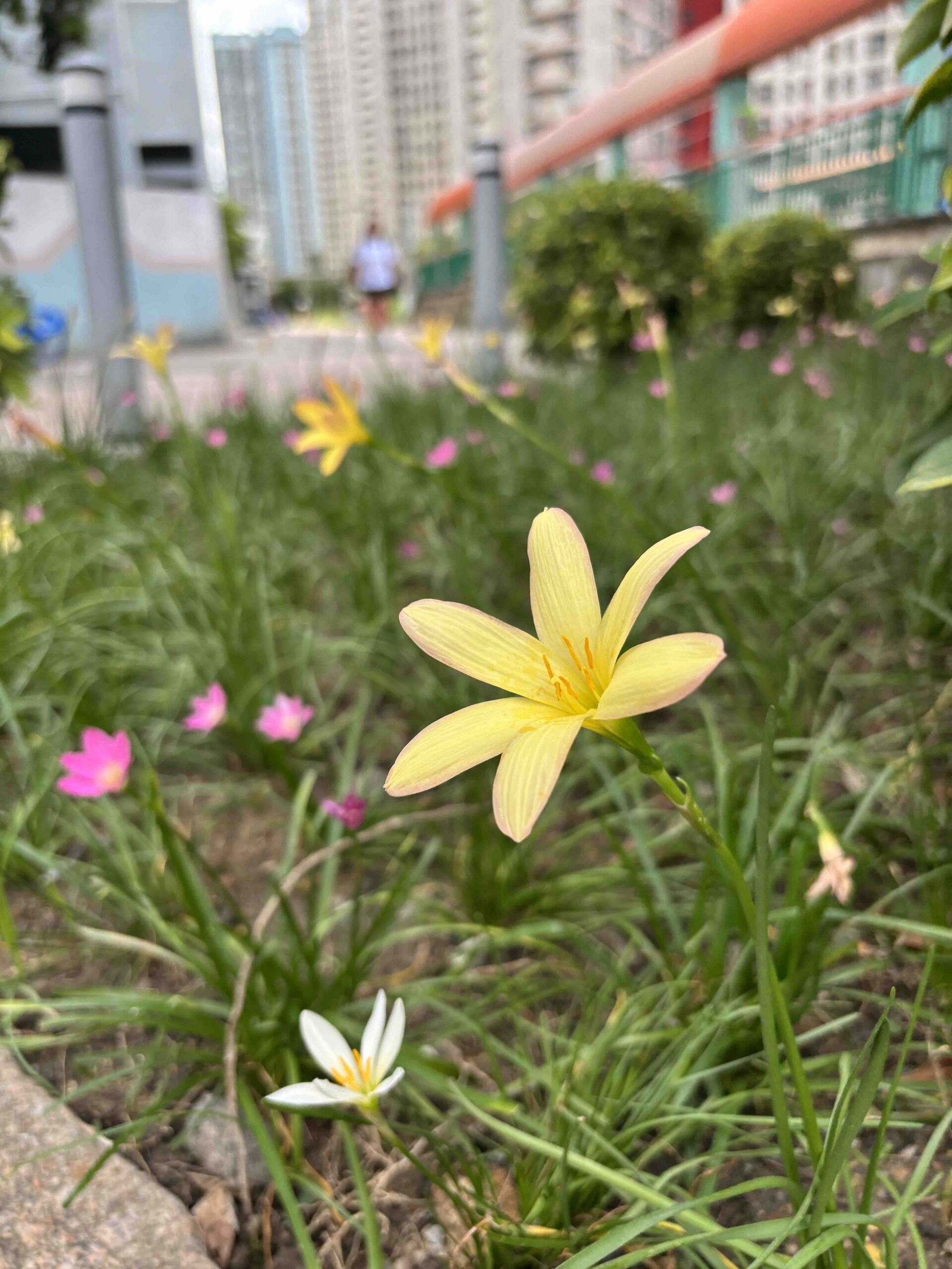 https://www.fa.gov.hk/風雨蘭