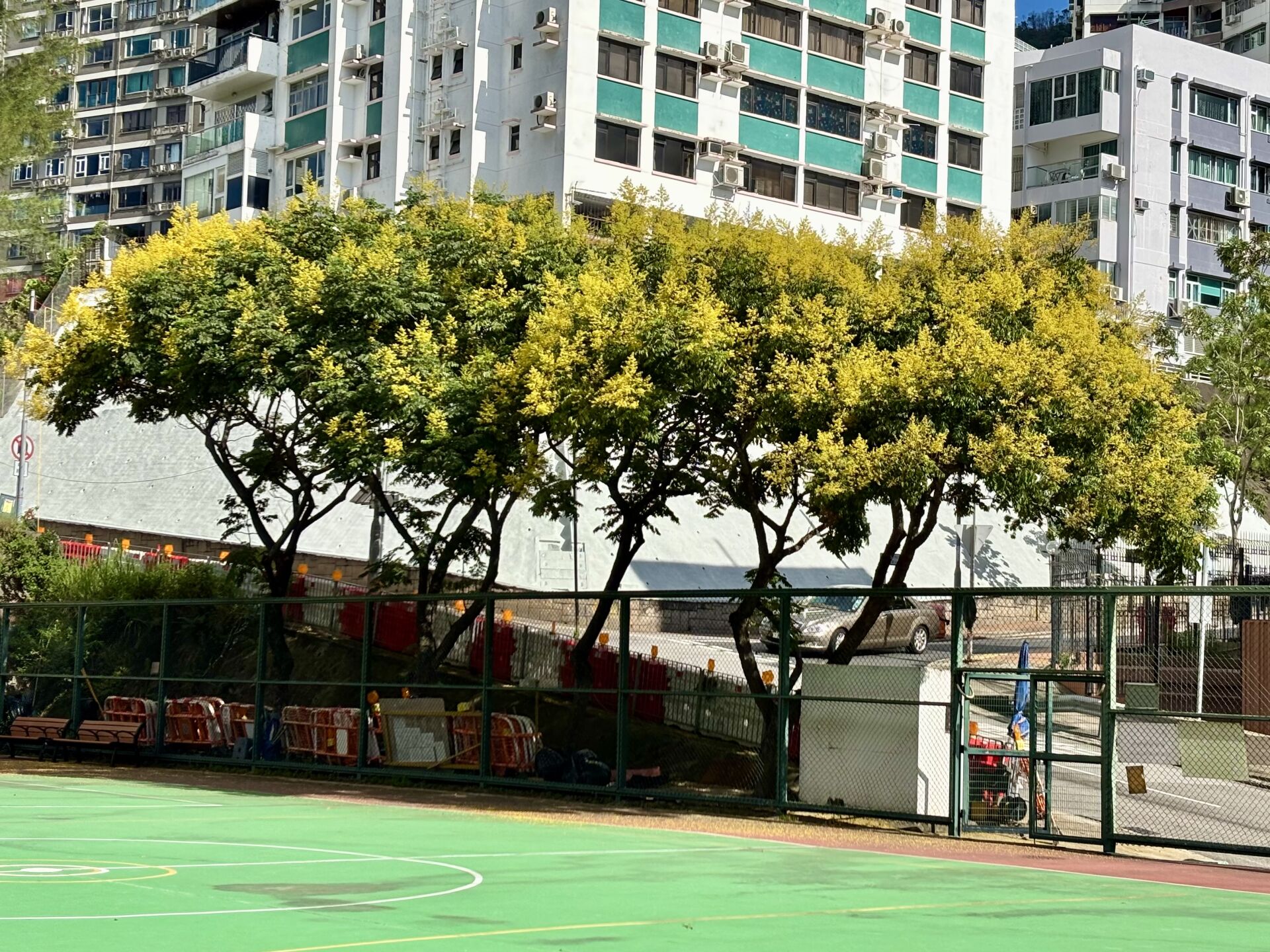 https://www.fa.gov.hk/複羽葉欒樹
