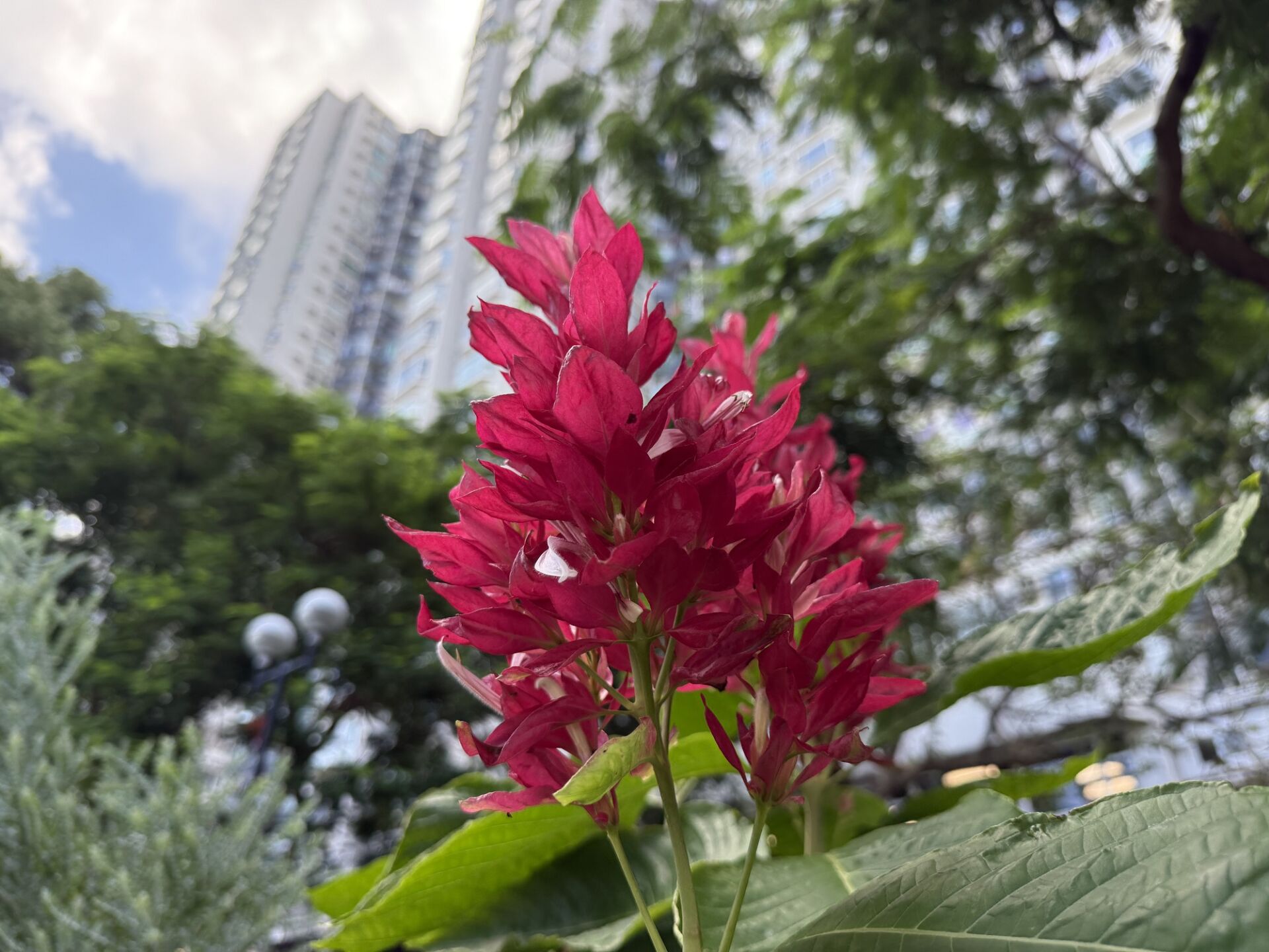 https://www.fa.gov.hk/赤苞花