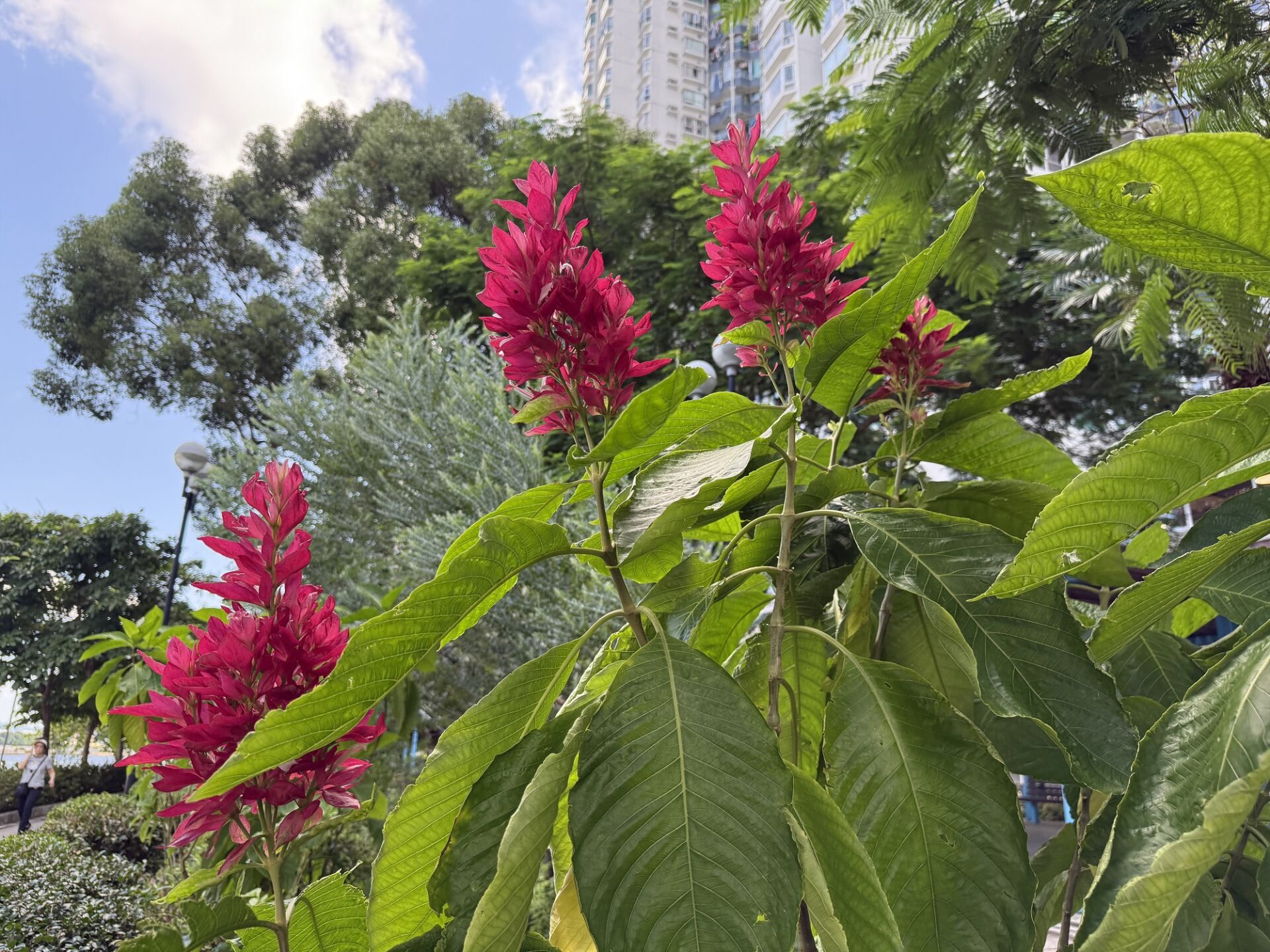 https://www.fa.gov.hk/赤苞花