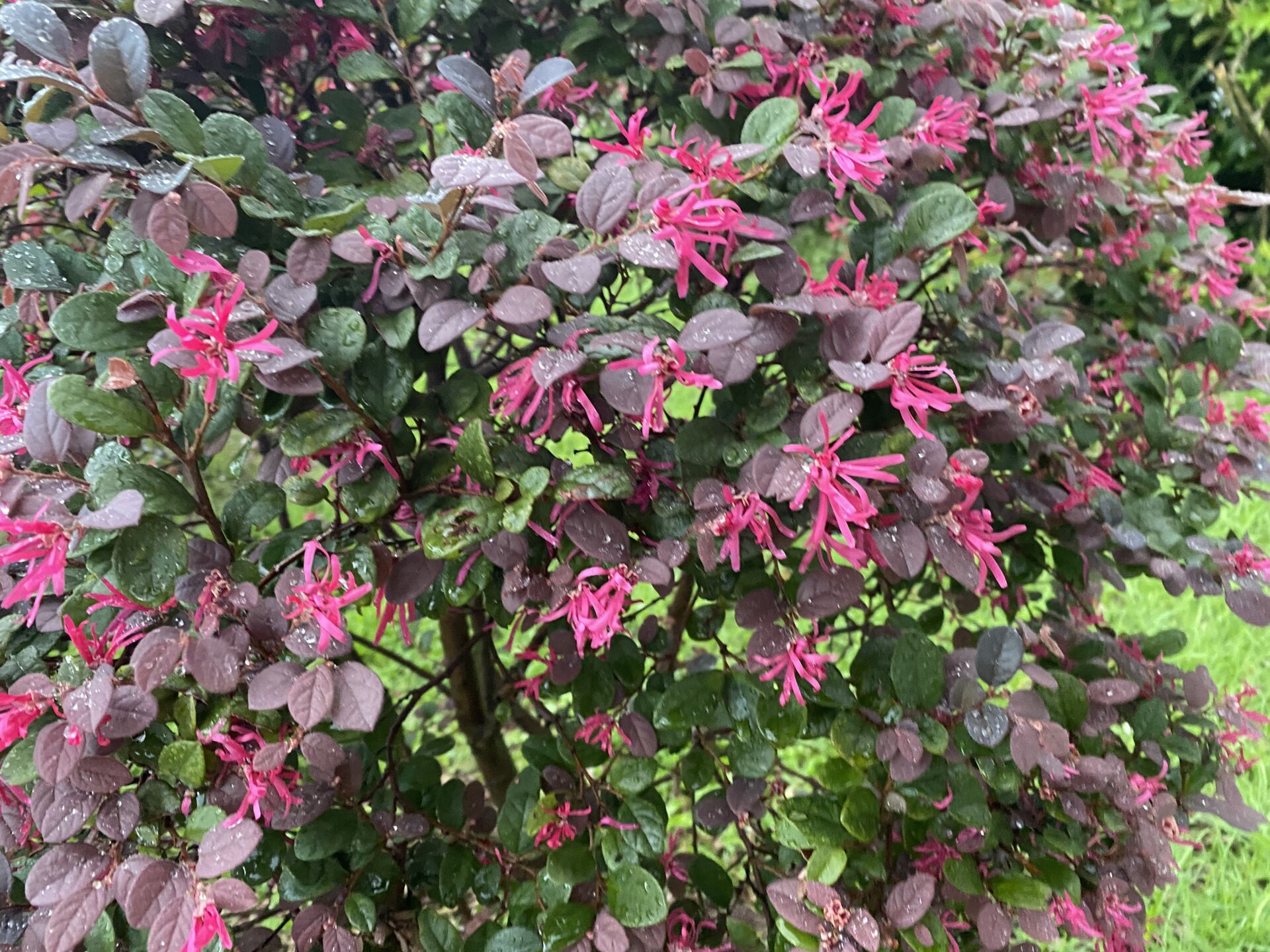 https://www.fa.gov.hk/紅花檵木