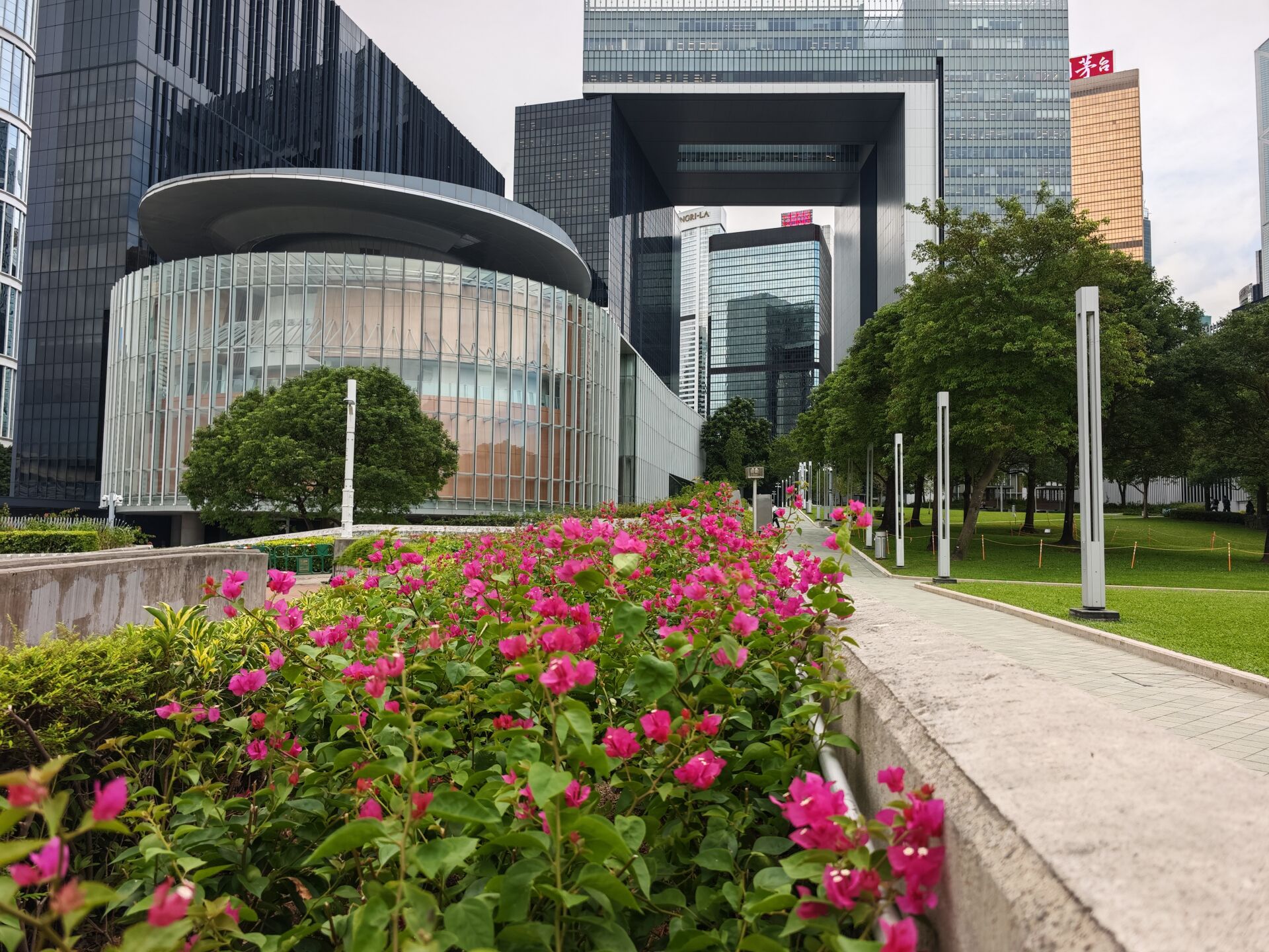 https://www.fa.gov.hk/葉子花 (簕杜鵑)