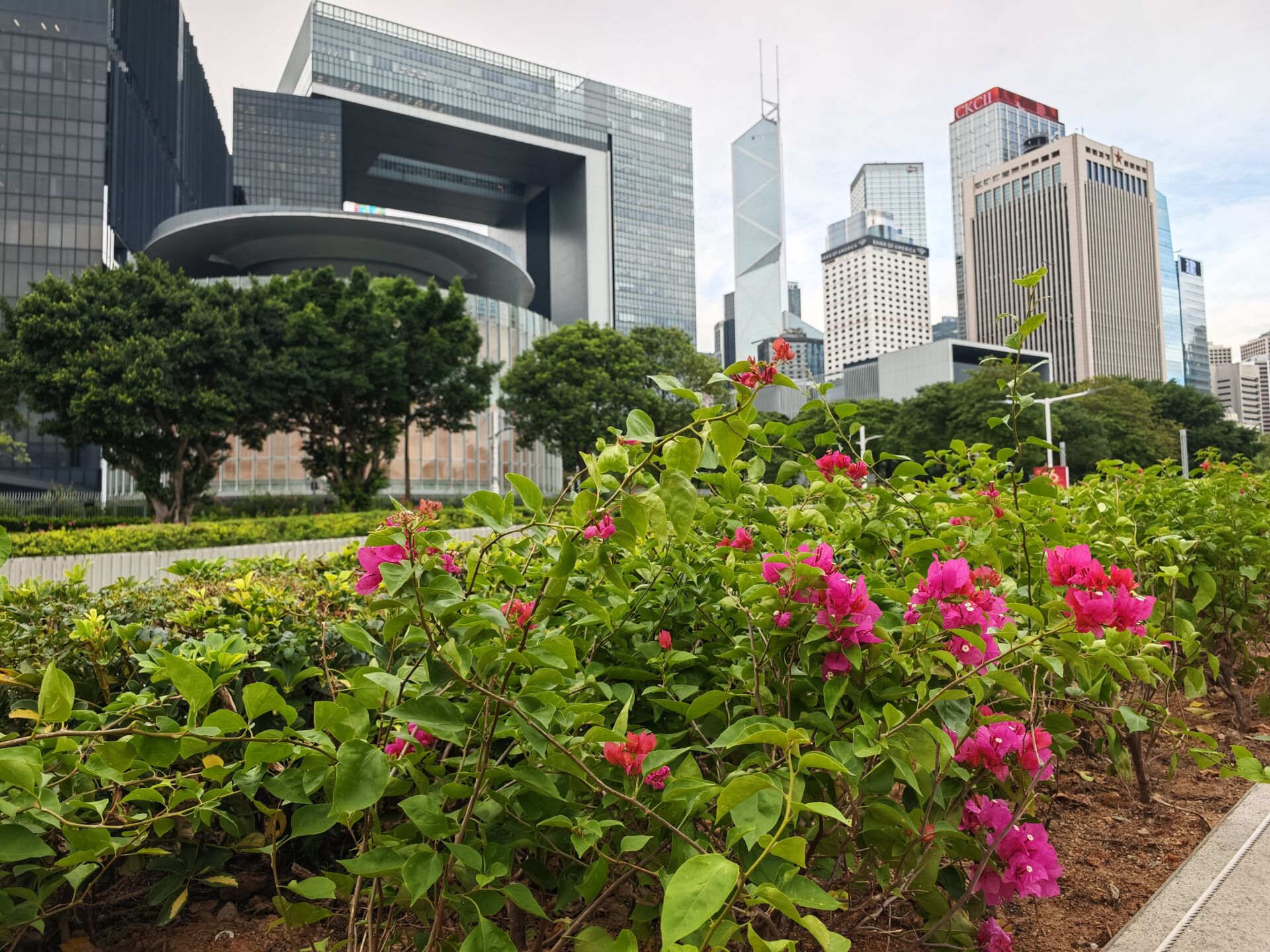 https://www.fa.gov.hk/葉子花 (簕杜鵑)