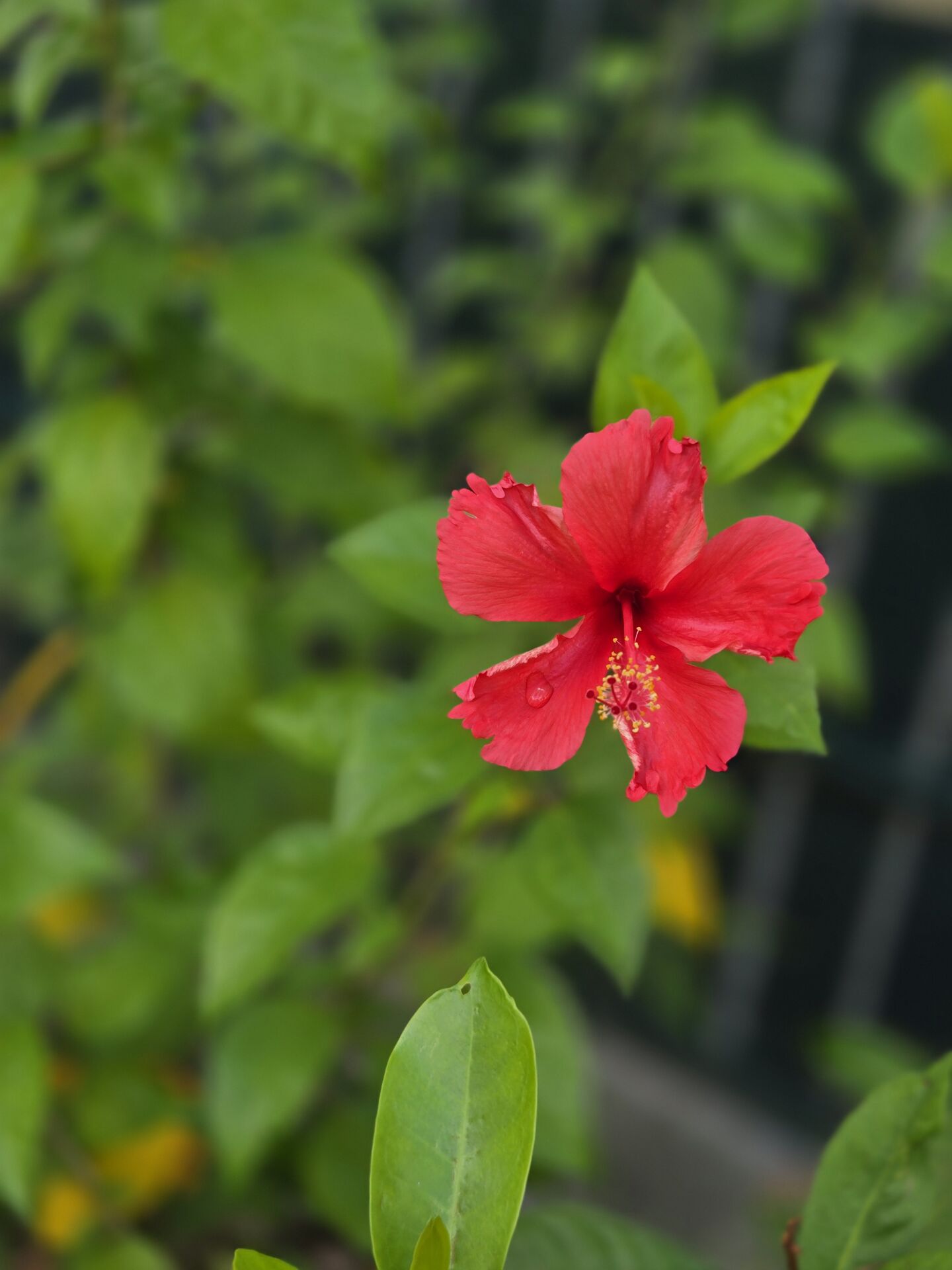 https://www.fa.gov.hk/朱槿(扶桑、大紅花)