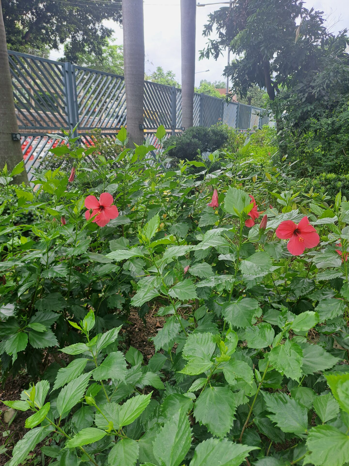 https://www.fa.gov.hk/朱槿(扶桑、大紅花)