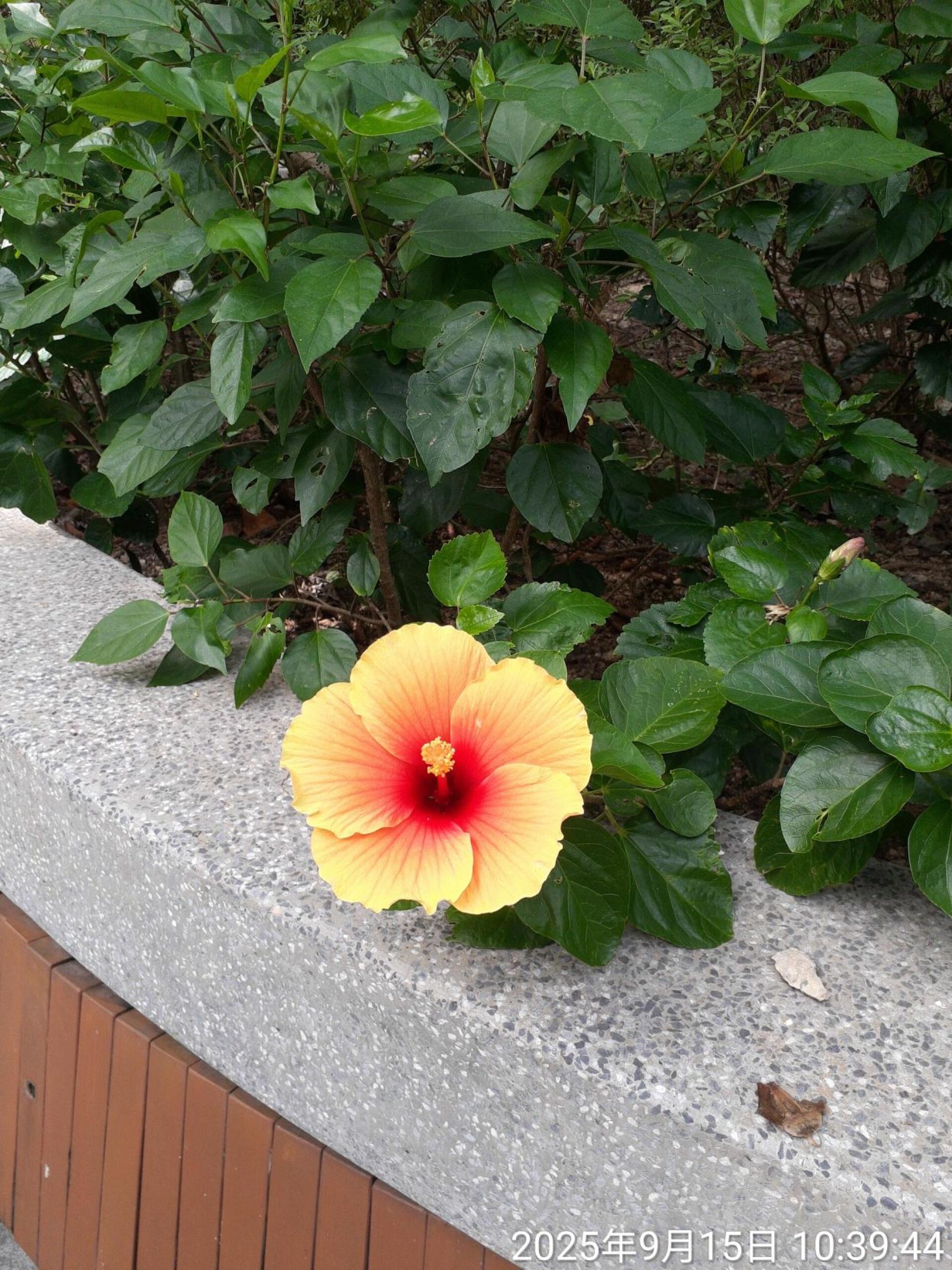 https://www.fa.gov.hk/朱槿(扶桑、大紅花)